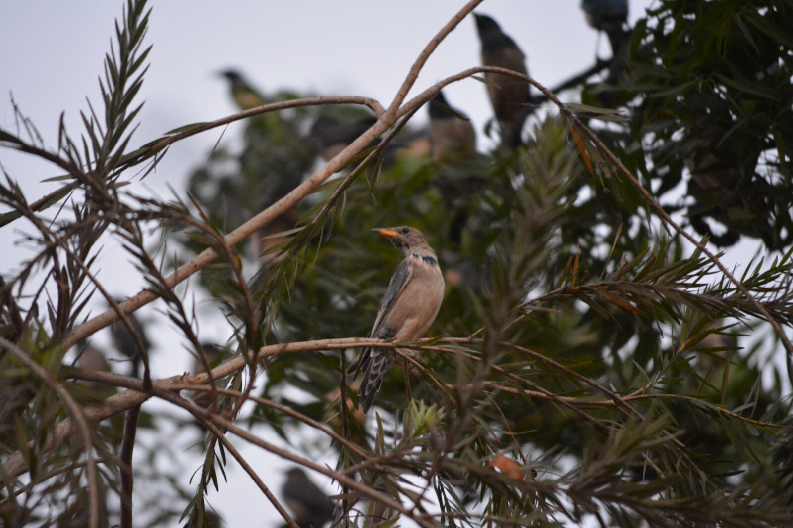 Nikon D5200 sample photo. Rufous, backed, robin photography