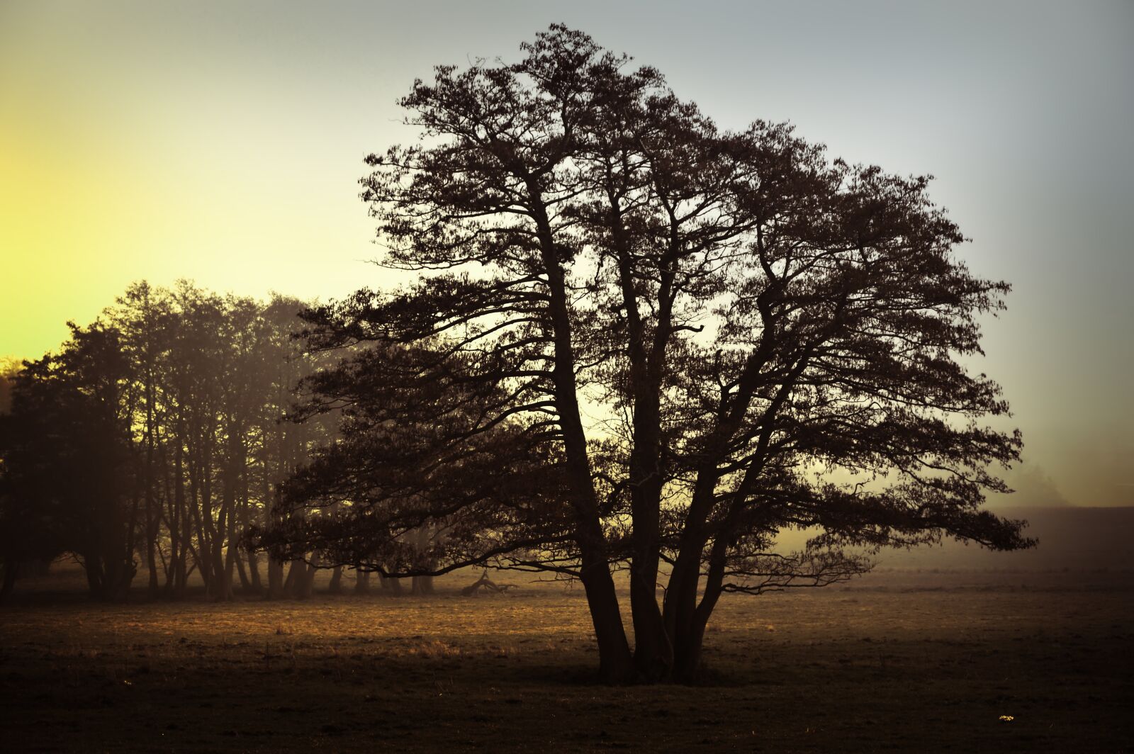 Nikon D3200 sample photo. Tree, deciduous tree, trueb photography