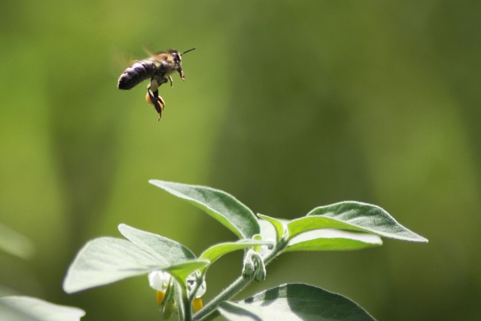 Canon EOS 1000D (EOS Digital Rebel XS / EOS Kiss F) sample photo. Fly, bee, flower photography
