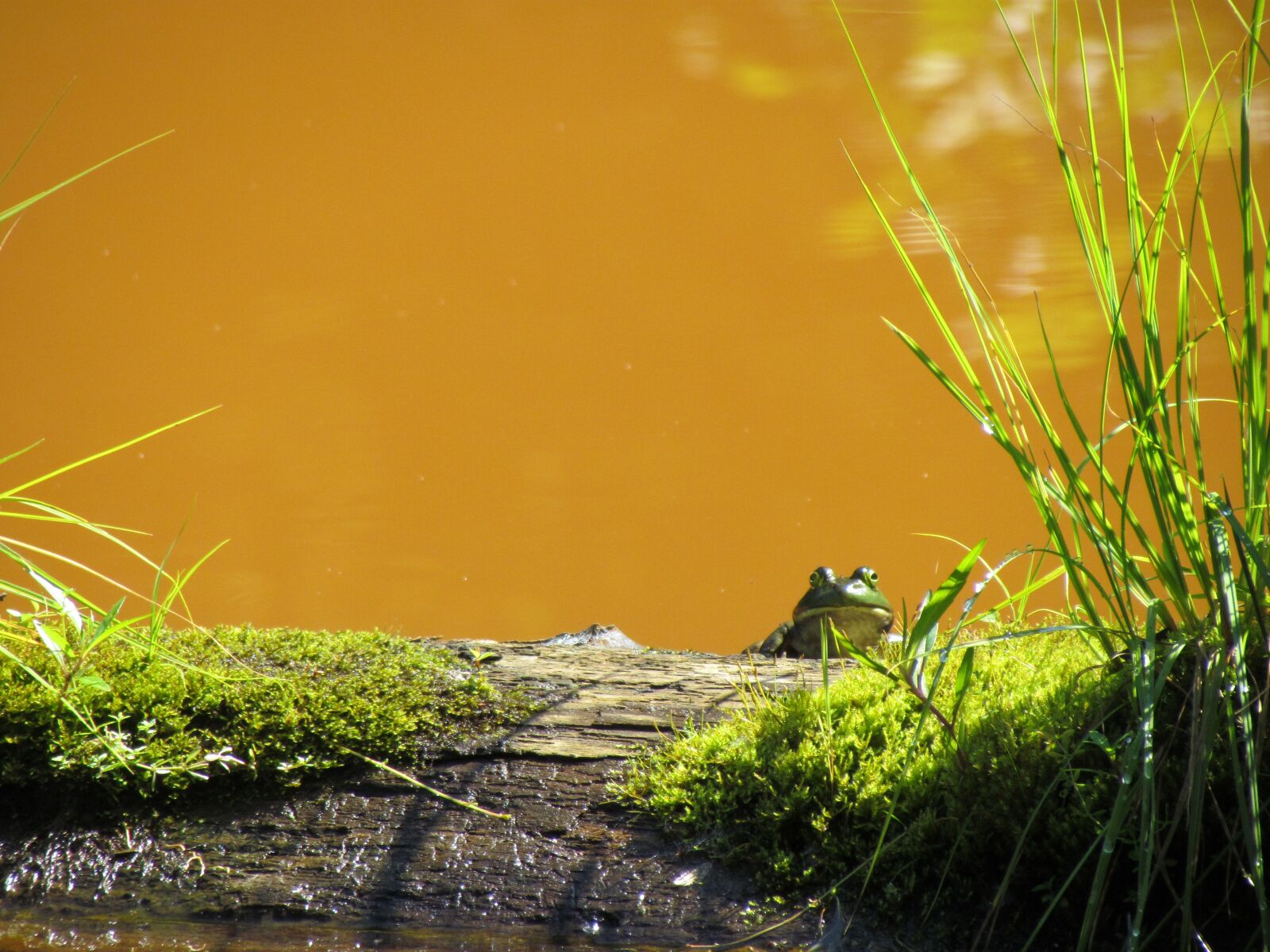 Canon PowerShot SX30 IS sample photo. Frog, pond, prince photography