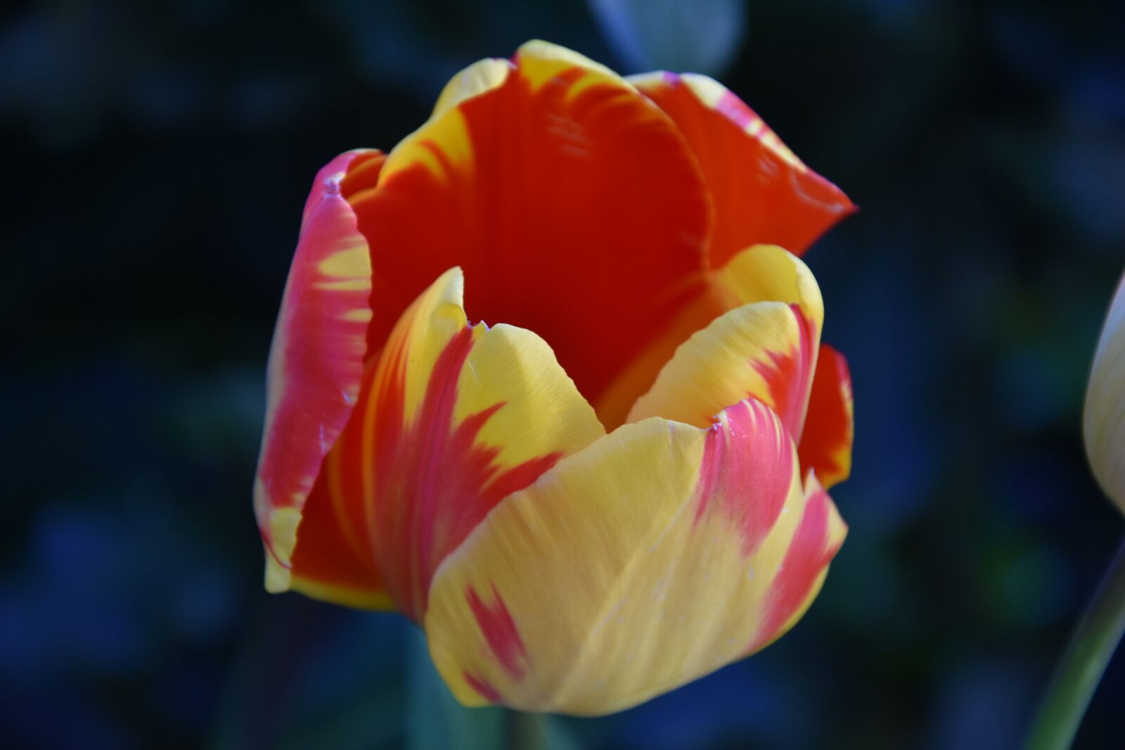 Nikon D3400 sample photo. Flower, tulip, tulips photography