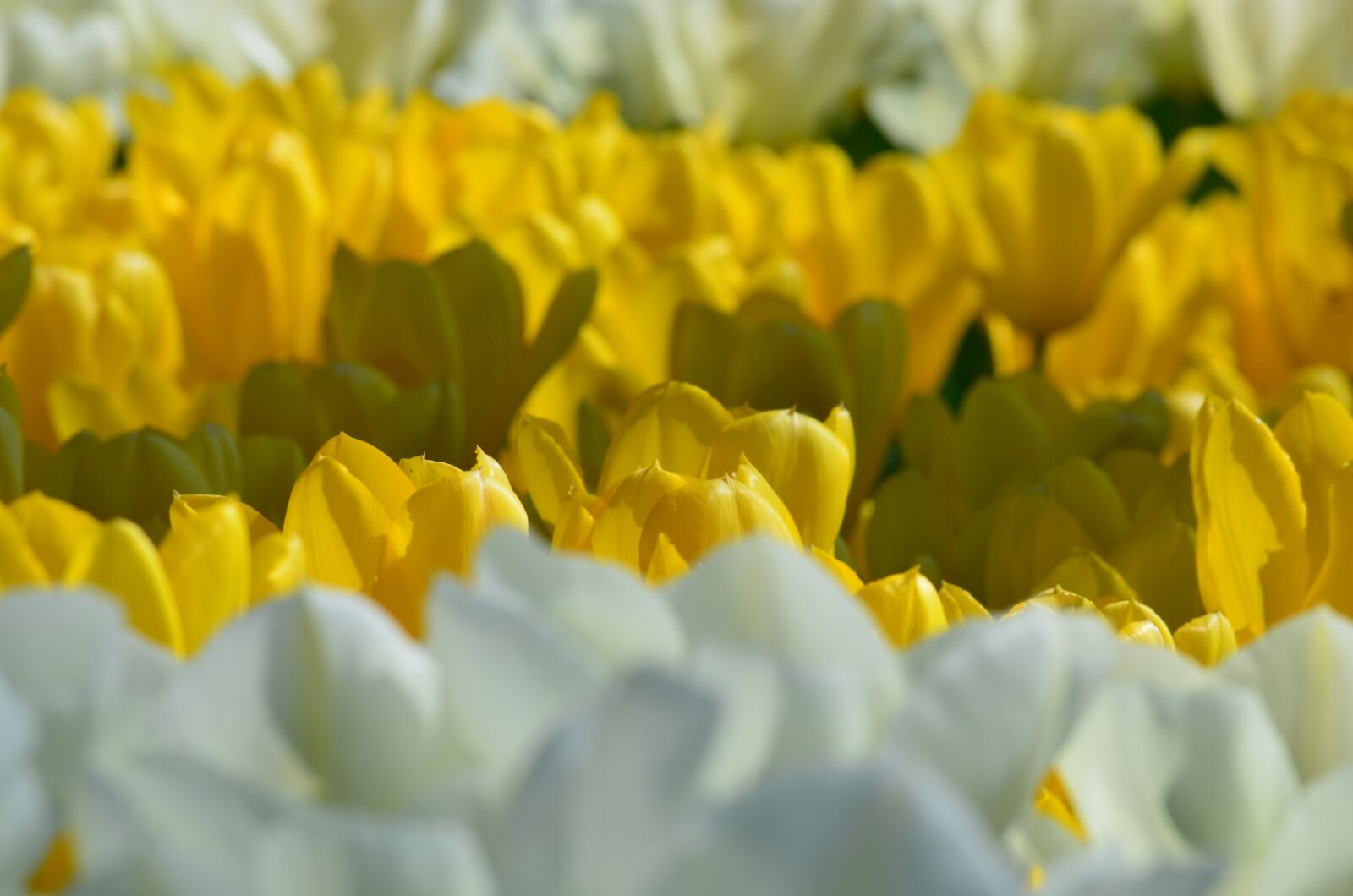 Nikon D5100 sample photo. Tulips, yellow, flowers photography