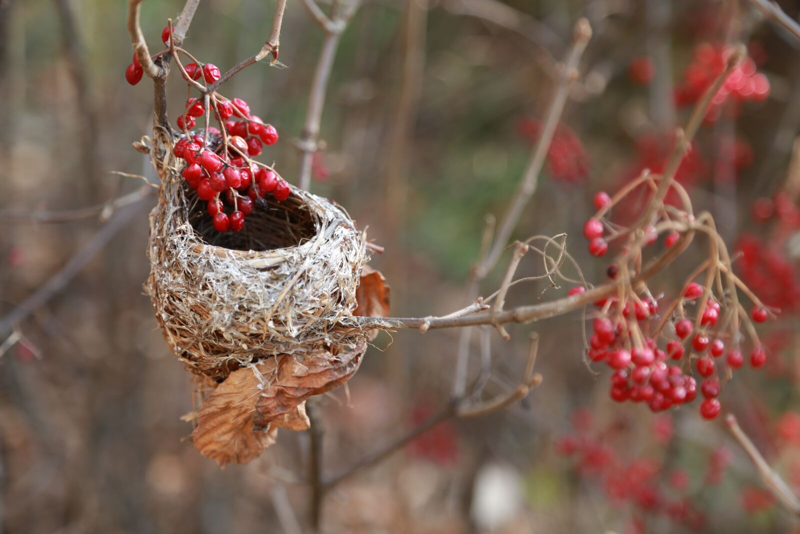 Canon EOS 6D + Canon EF 24-105mm F4L IS USM sample photo. The bird's nest, the photography