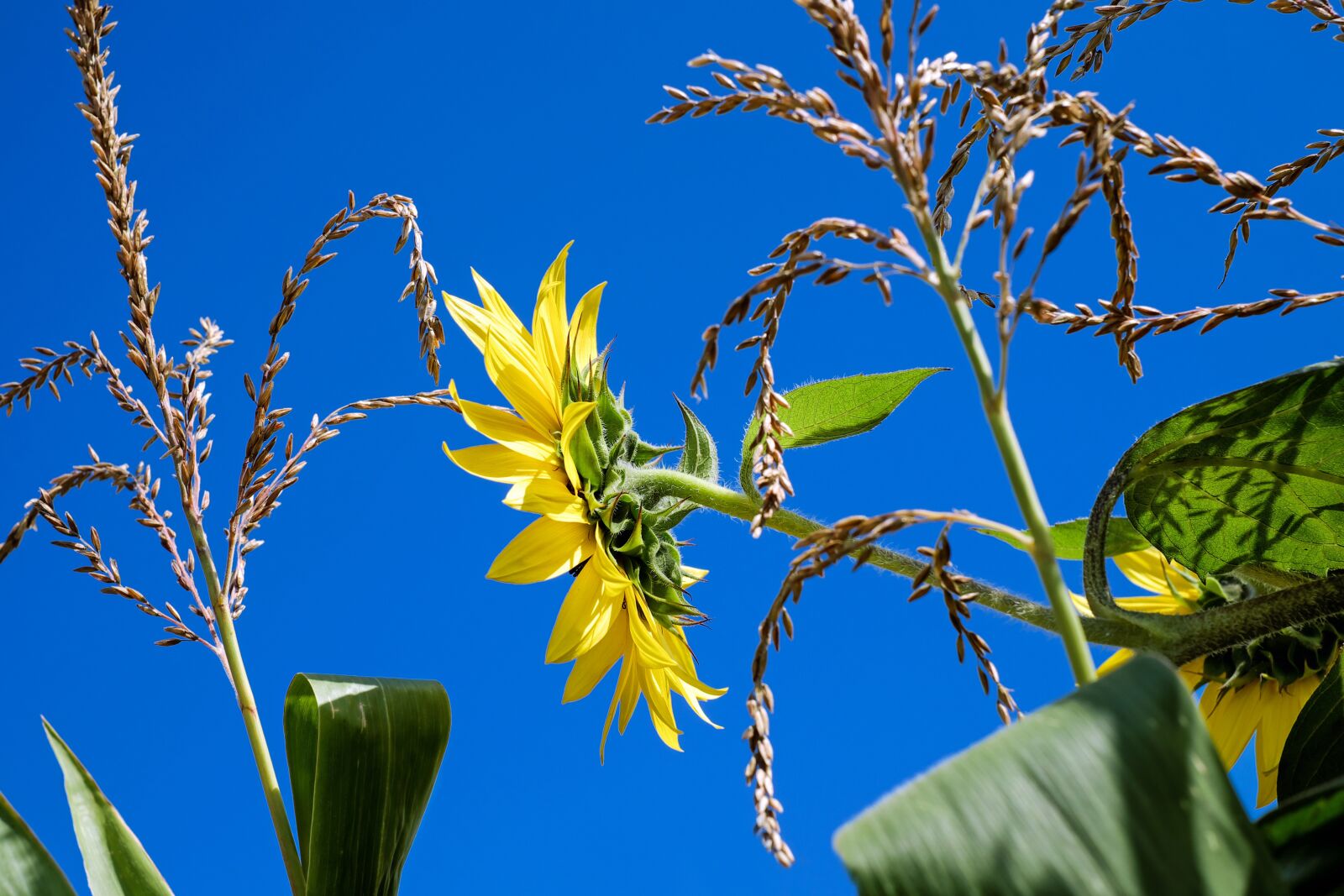 Fujifilm X-T10 + Fujifilm XF 35mm F1.4 R sample photo. Sunflower, helianthus, flower photography