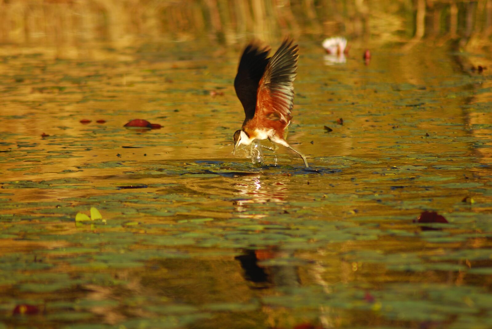 Nikon D80 sample photo. Botswana, bird, africa photography
