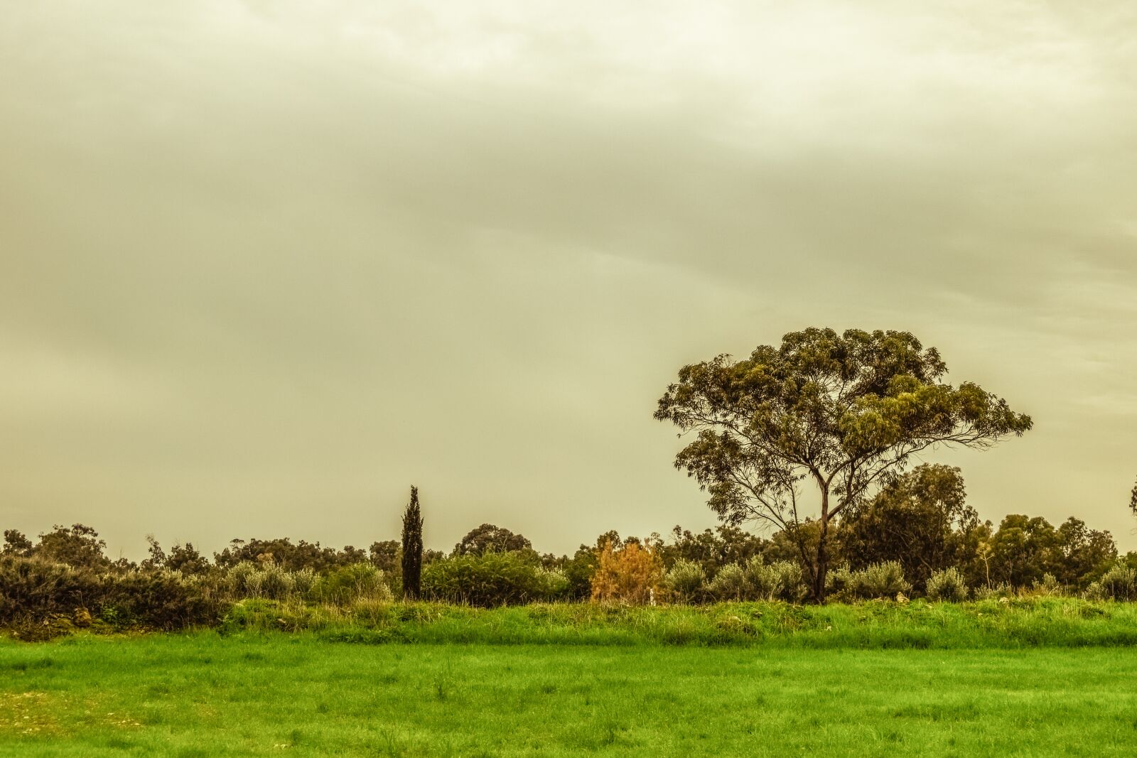 Nikon D3300 sample photo. Tree, meadow, landscape photography