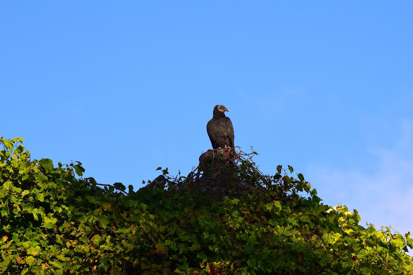 Nikon D3300 sample photo. Vulture, silo, morning photography