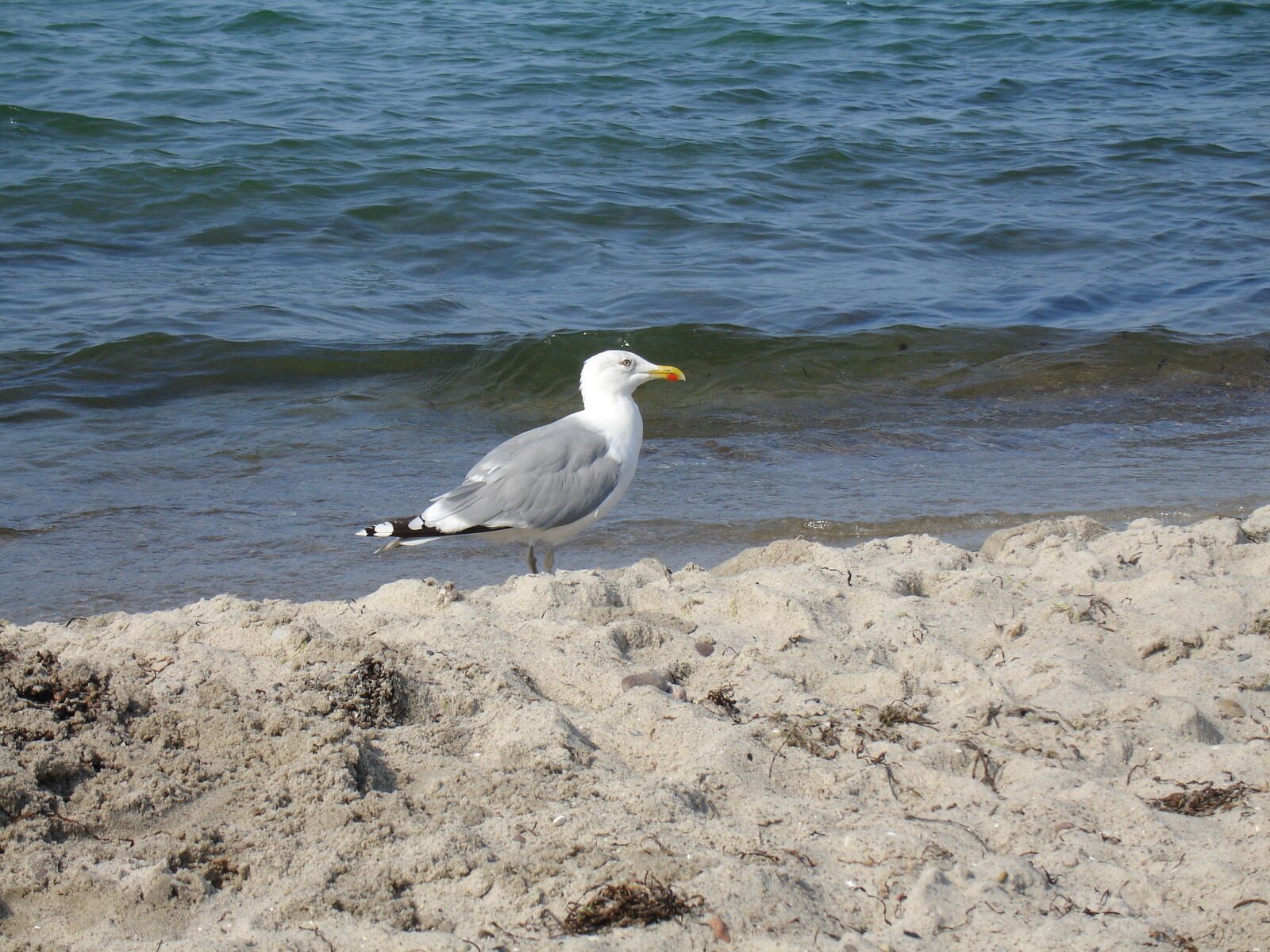 Sony DSC-V3 sample photo. Sand, seagull, bird photography