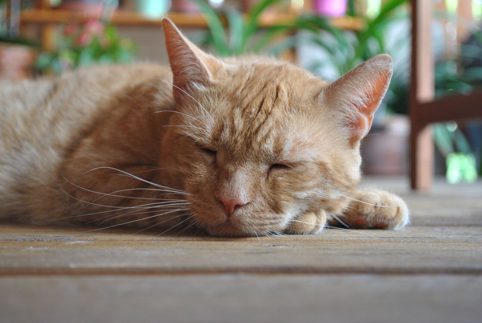 Nikon D3000 sample photo. Cat, sleep, rest photography