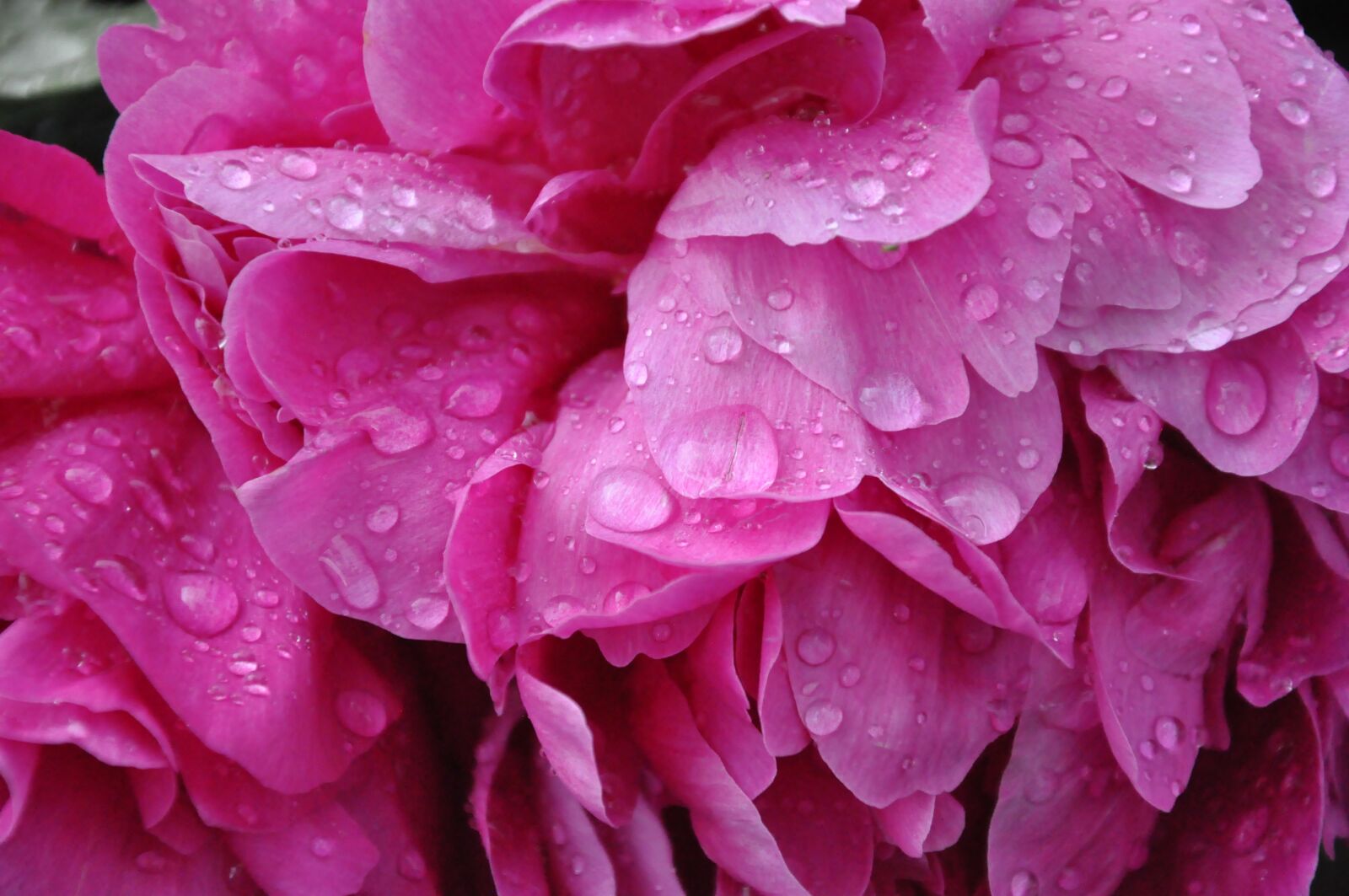 Nikon D90 sample photo. Peony, raindrop, pink photography