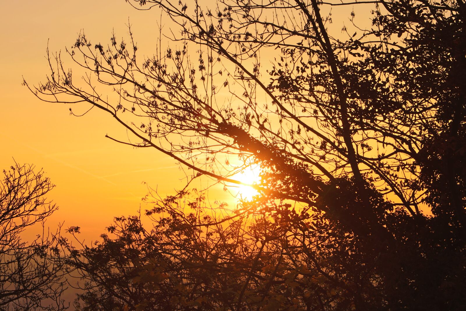 Canon EOS 750D (EOS Rebel T6i / EOS Kiss X8i) sample photo. Tree, nature, dawn photography