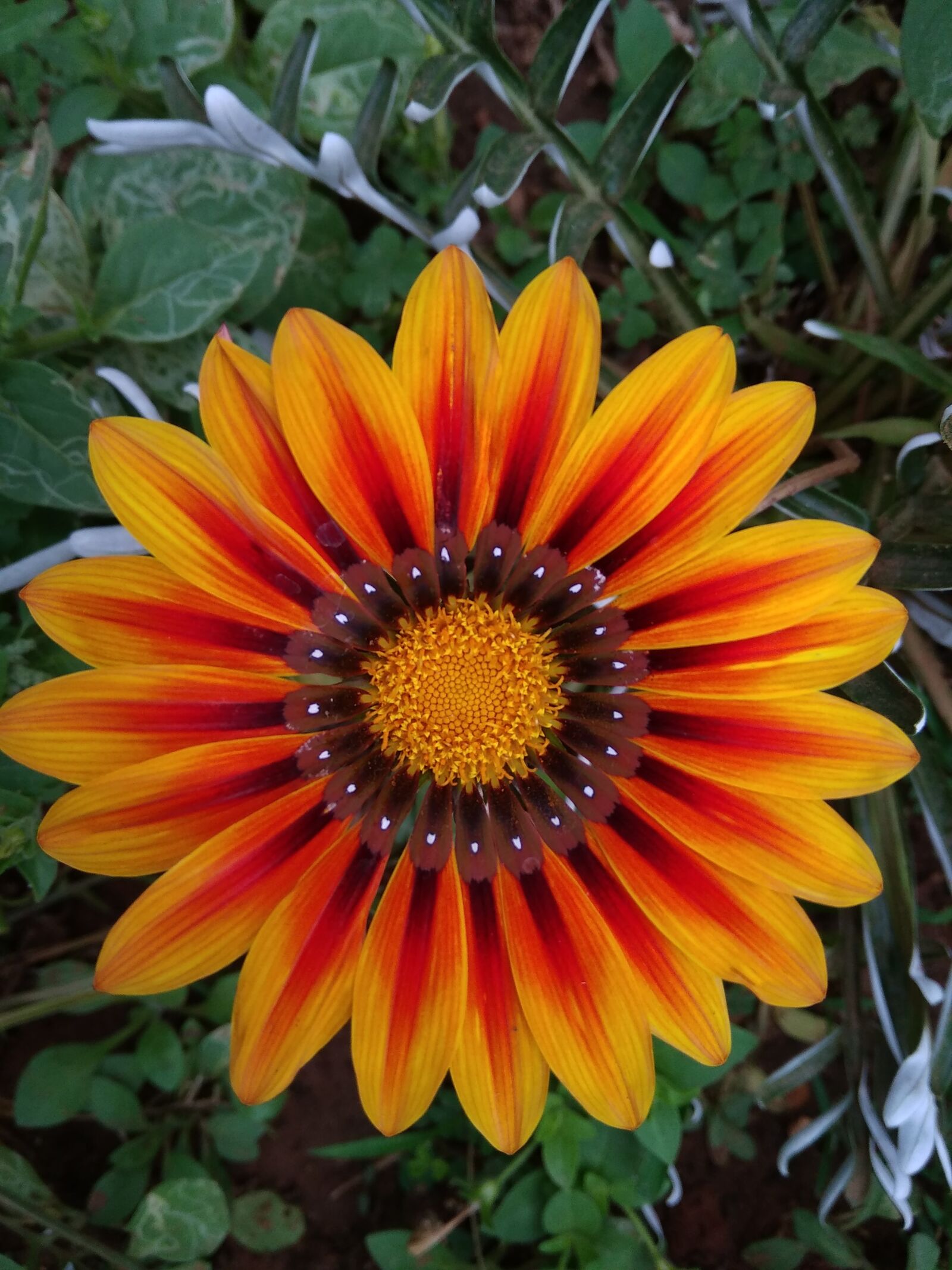 Xiaomi Redmi 5A sample photo. Gazanias, flower, nature photography