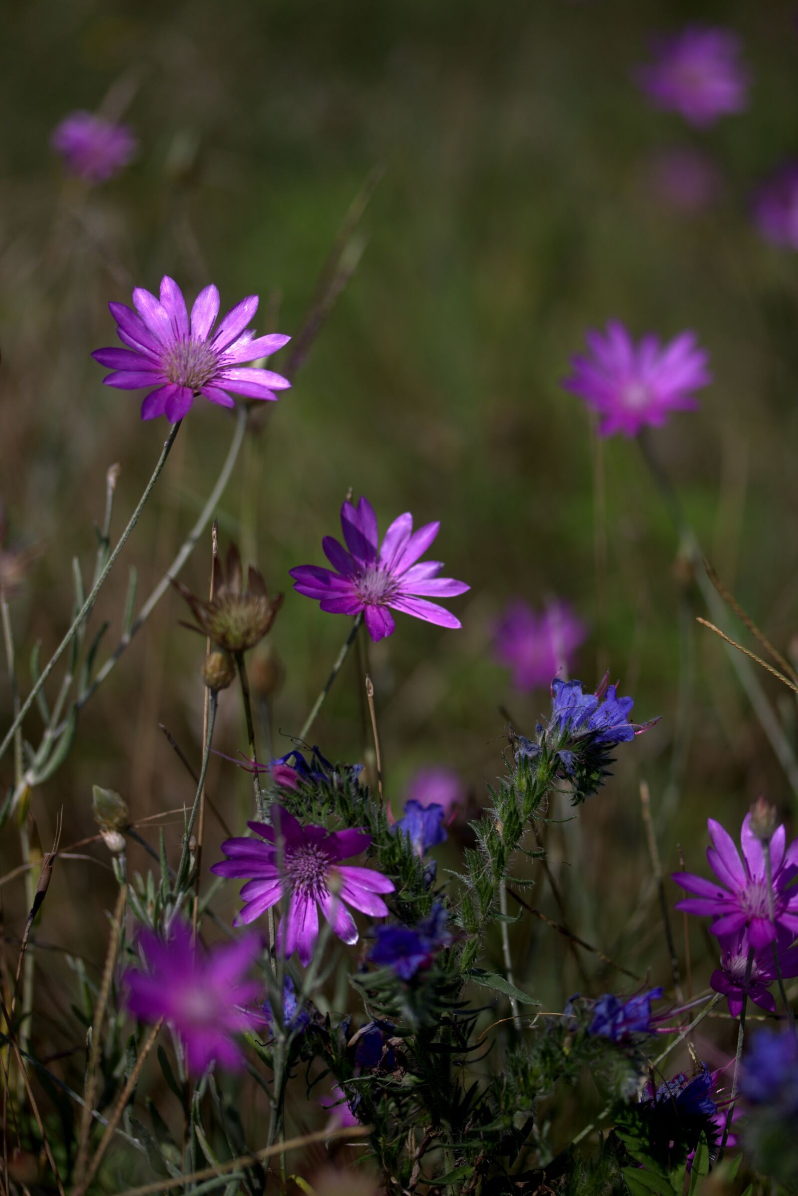 Canon EF-S 60mm F2.8 Macro USM sample photo. Immortelle, plant, mov photography
