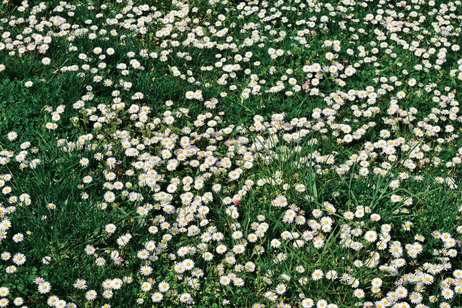 Nikon D3300 sample photo. Meadow, nature, landscape photography