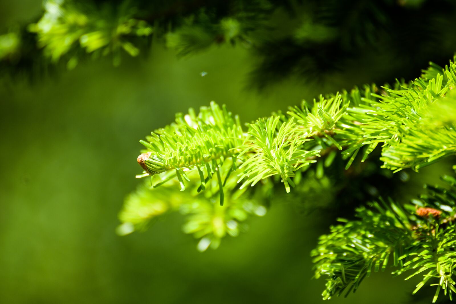 Nikon D750 sample photo. Tree, nature, forest photography