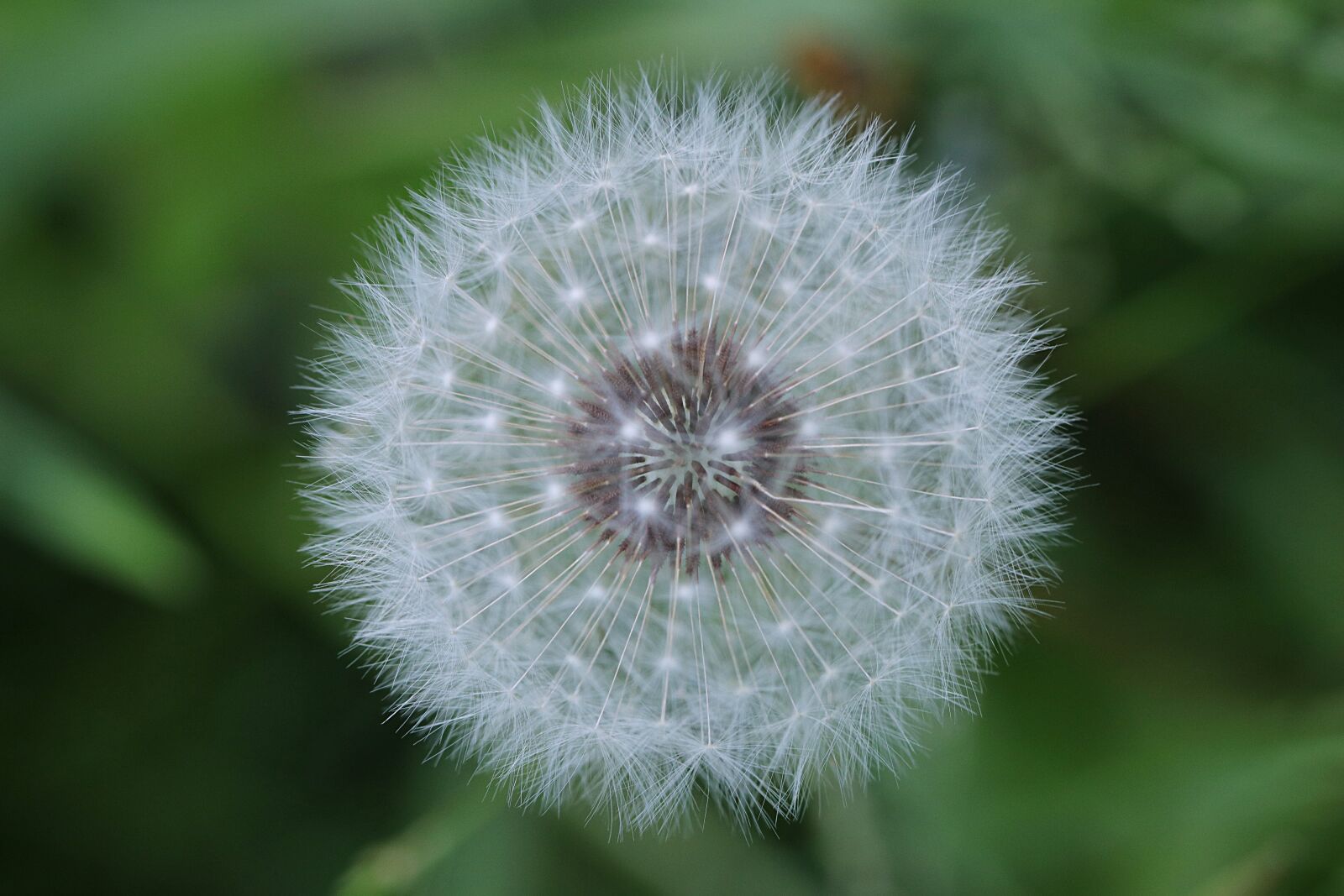 Canon EOS 80D sample photo. Dandelion, flower, white photography