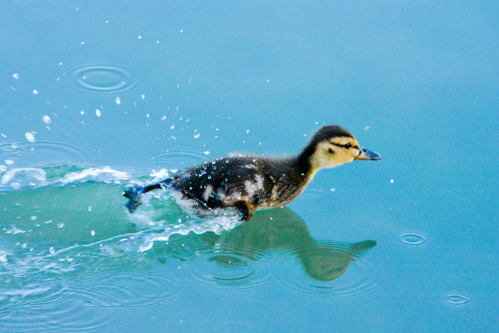 Nikon D5200 sample photo. Duck, bird, animal photography