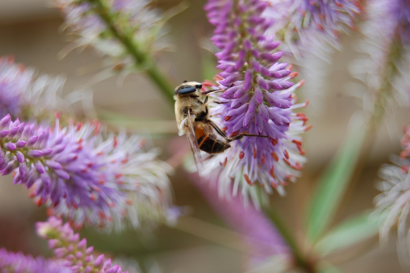 Nikon D40 sample photo. Bee, bumblebee, bug photography