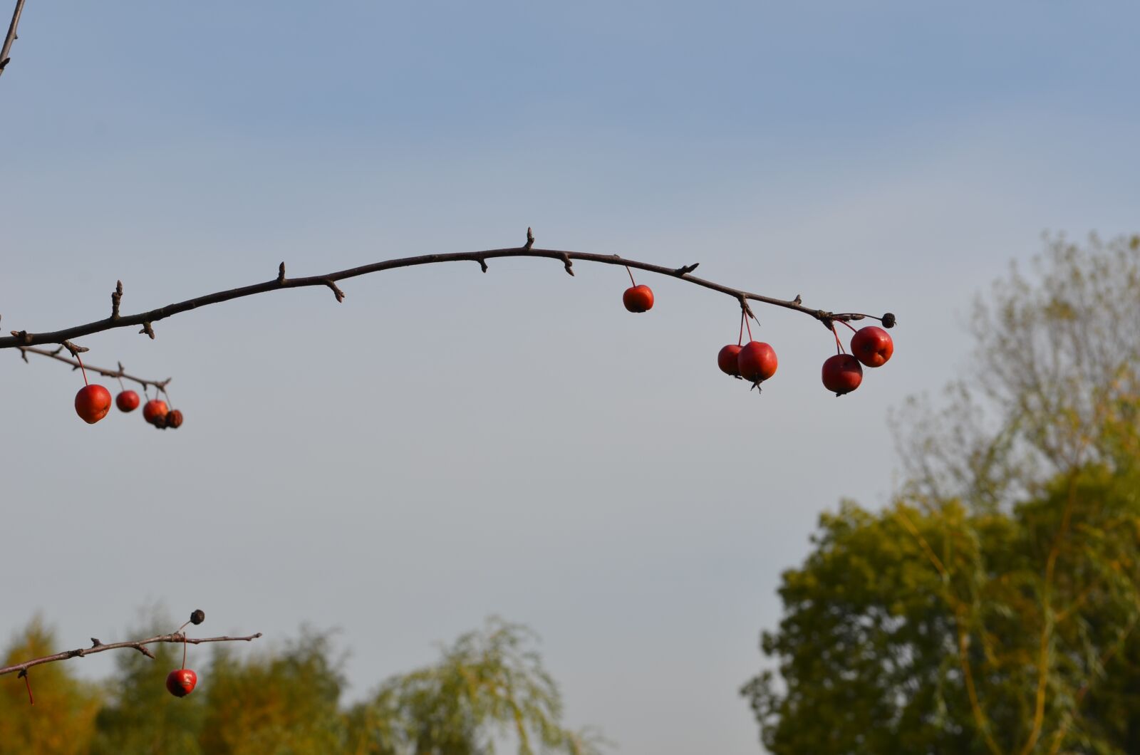 Nikon D7000 sample photo. Nature, spring, tree photography