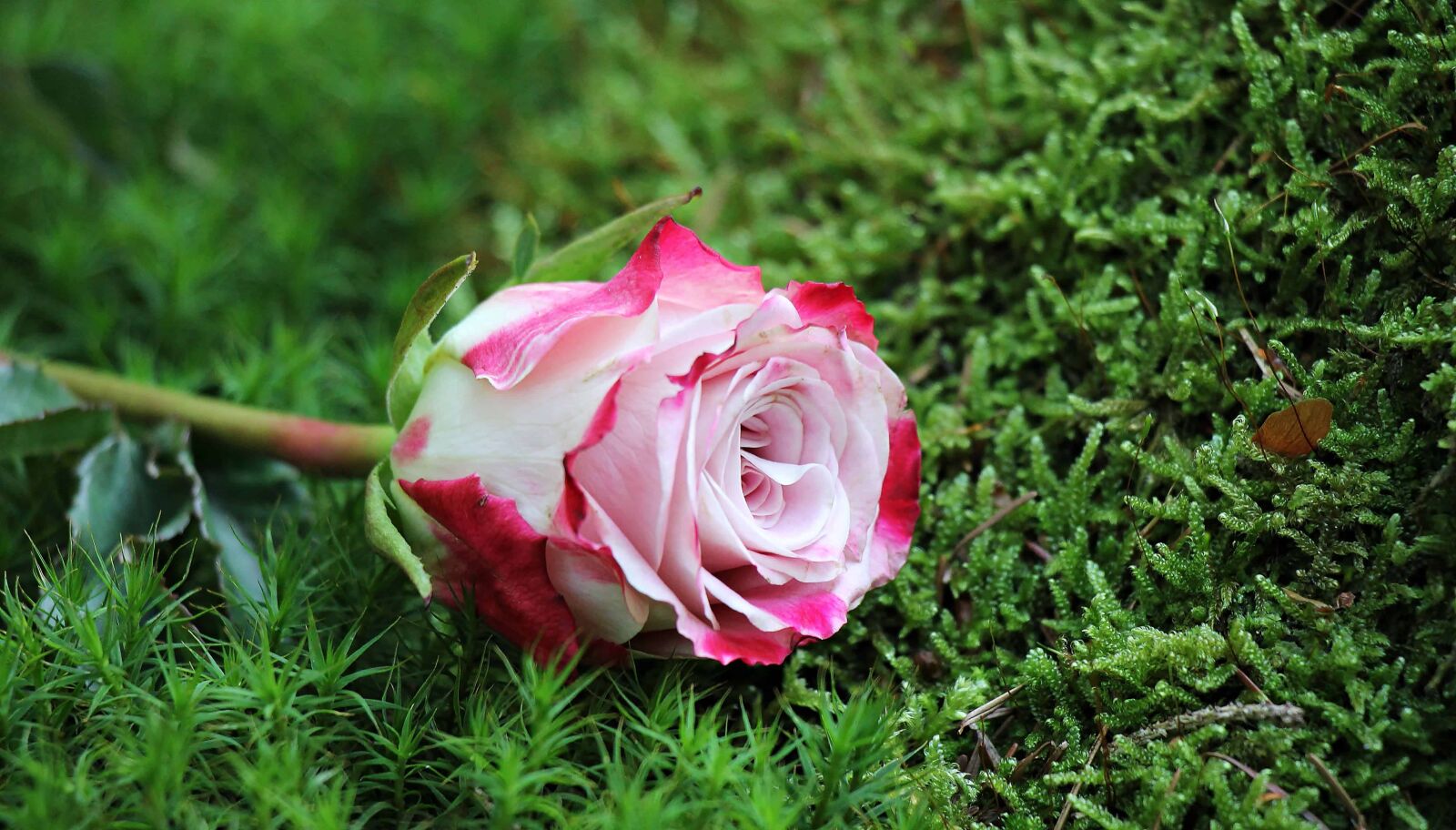Canon EOS 550D (EOS Rebel T2i / EOS Kiss X4) sample photo. Summer, leaf, garden, flower photography
