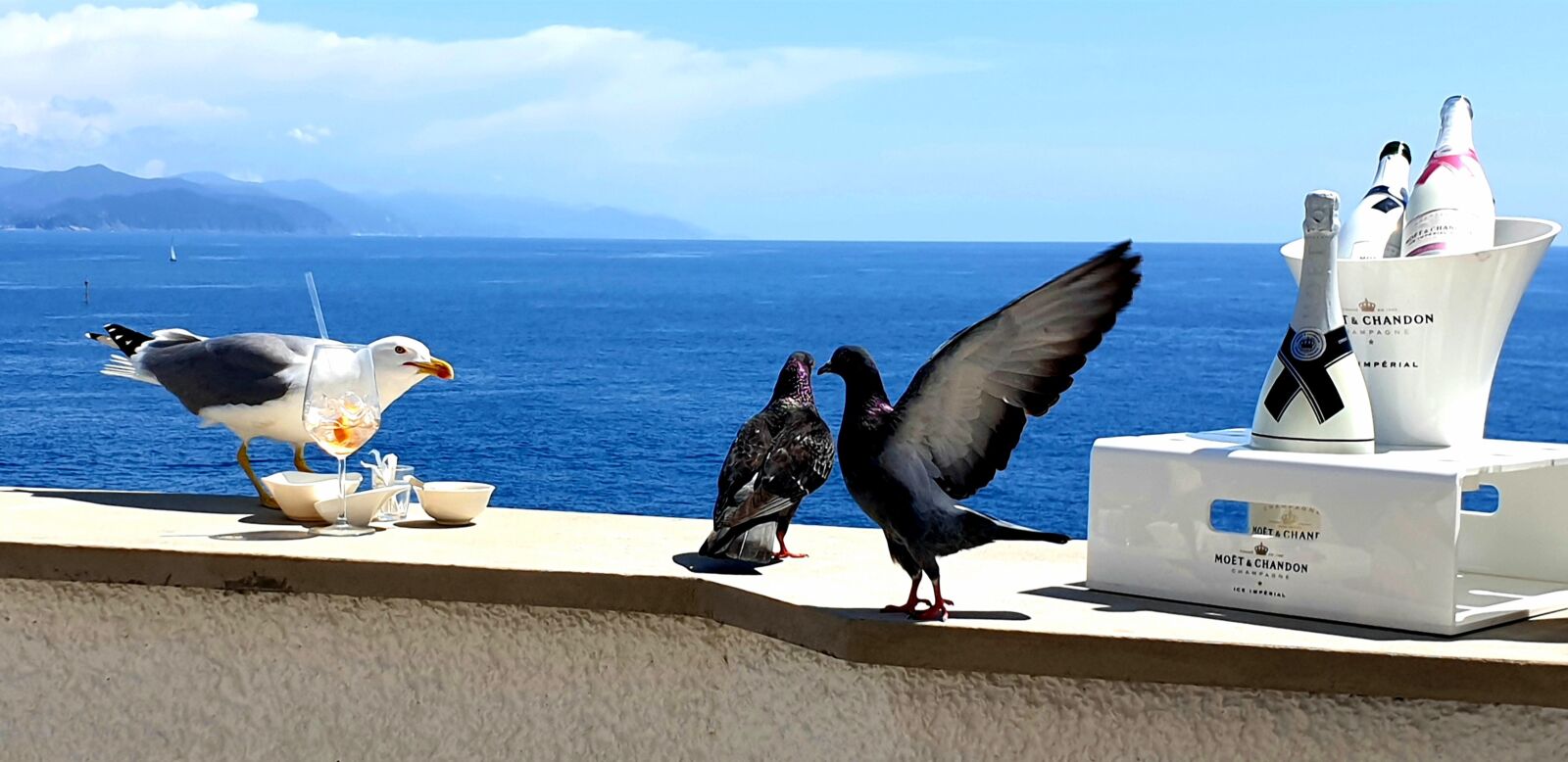 Samsung Galaxy S9 sample photo. Seemoeve, pigeons, animals photography