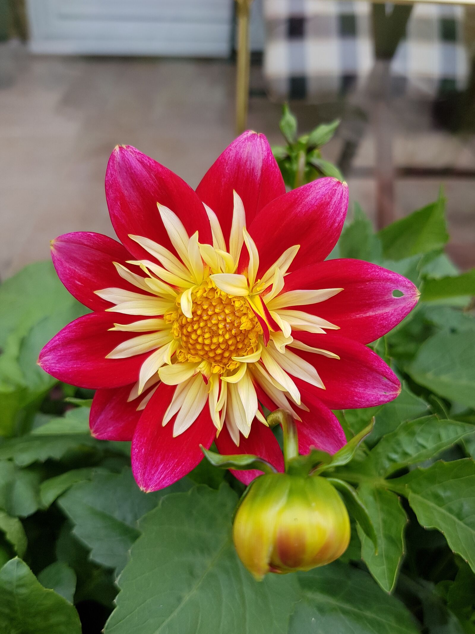 Samsung Galaxy S7 Edge sample photo. Dahlia, harlequin, flower photography