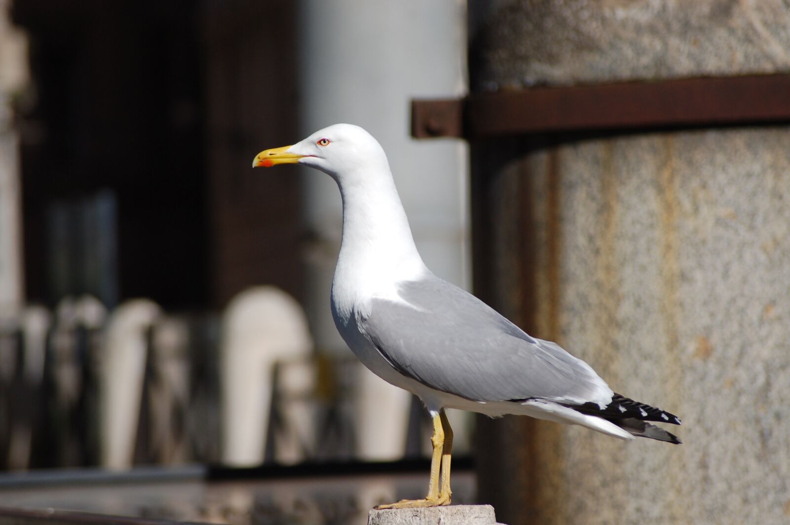 Nikon D50 sample photo. Seagull, birds, sea photography