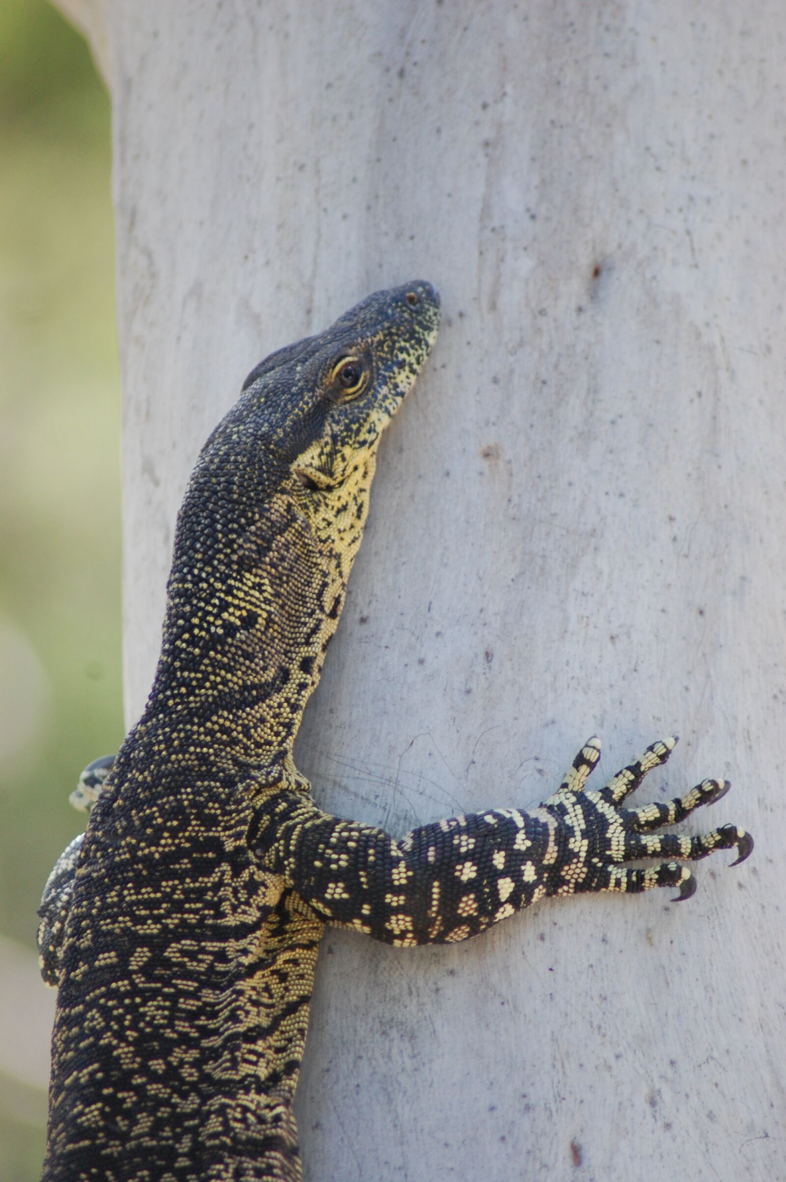 Nikon D40 sample photo. Lizard, amphibians, amphibian photography