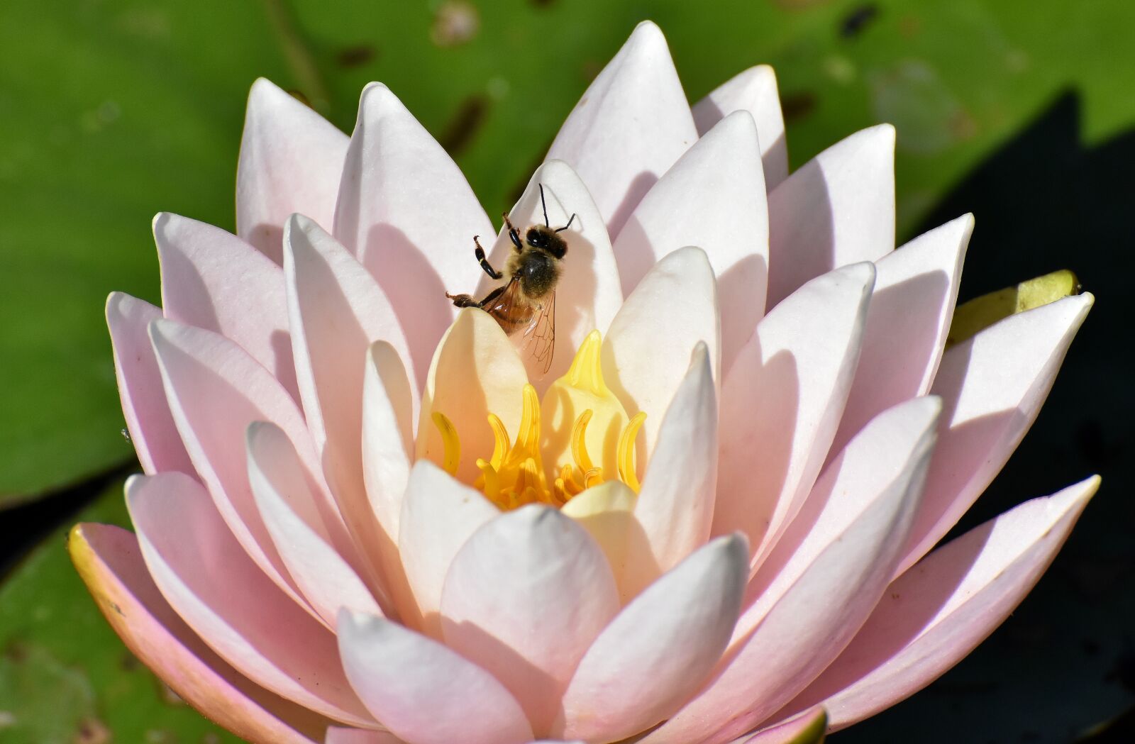 Nikon D7200 sample photo. Water lily, plant, bee photography