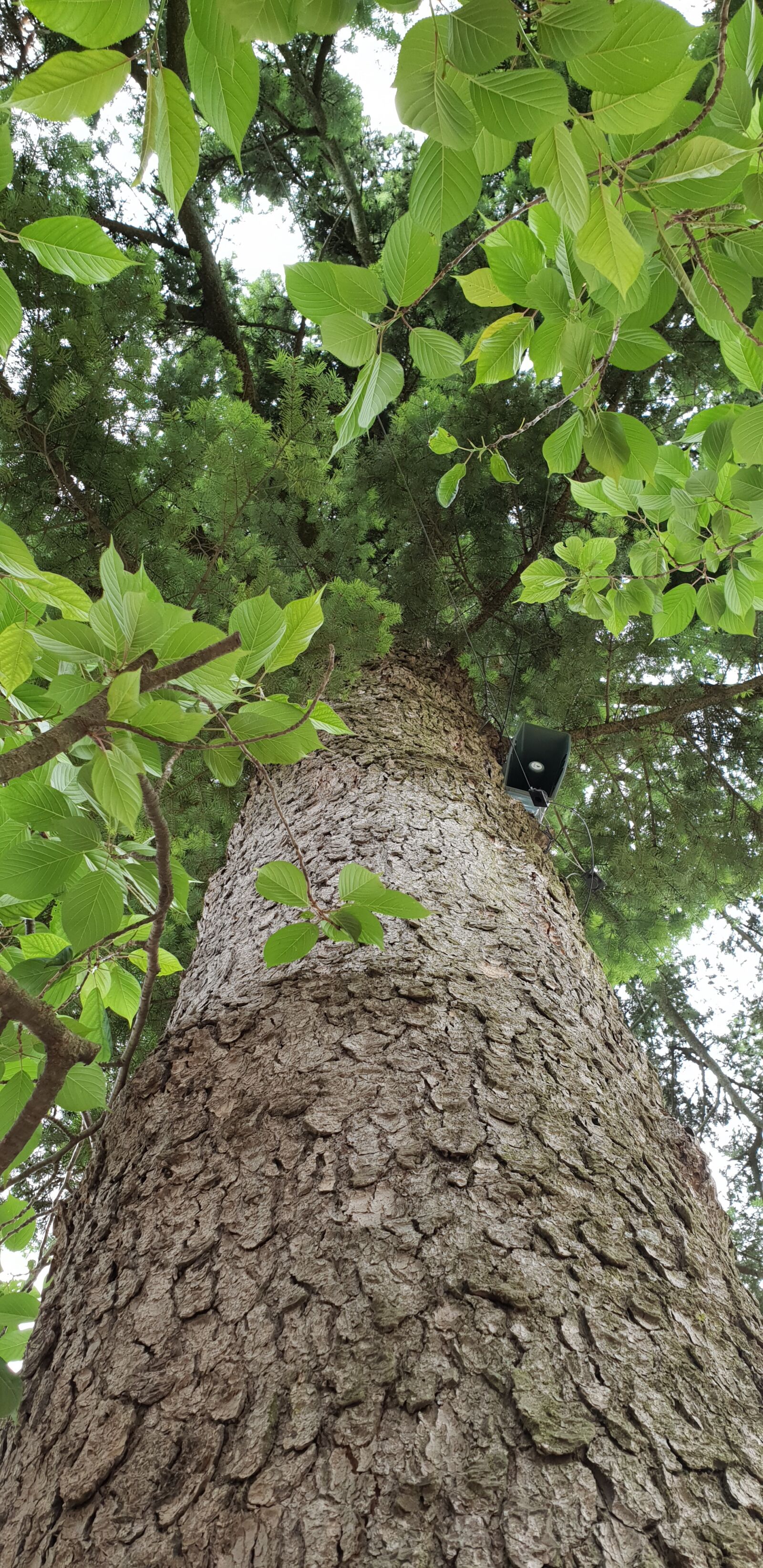 Samsung Galaxy S9+ sample photo. Korea, big tree, green photography