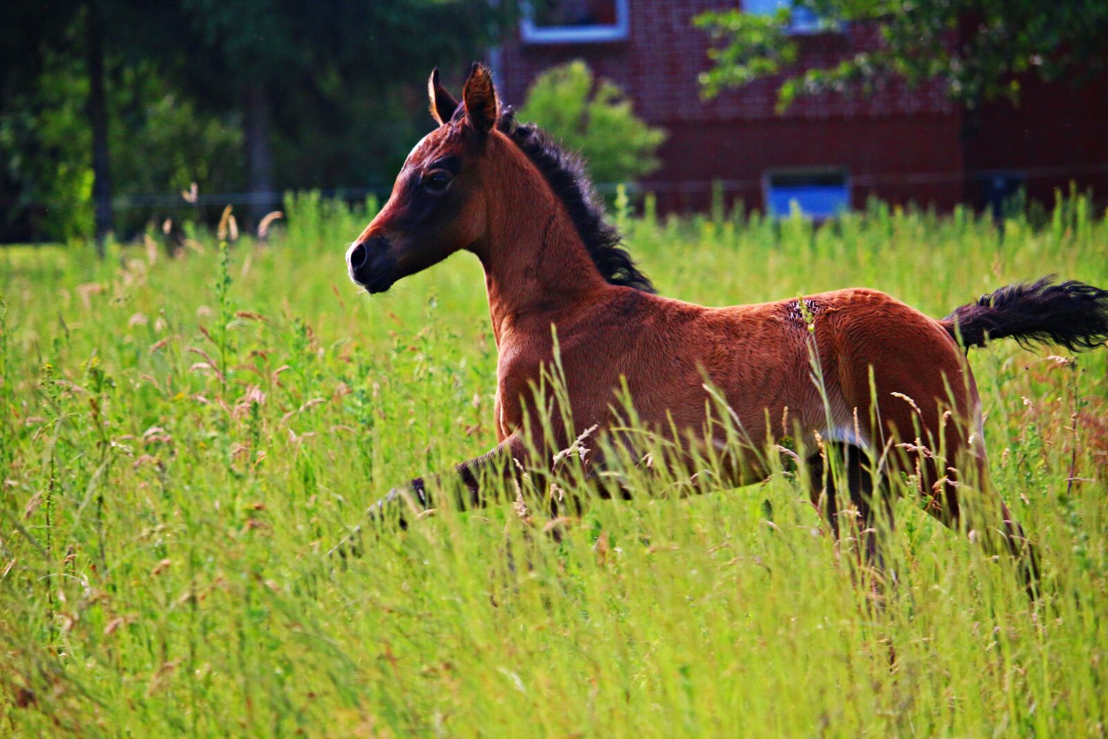 Canon EOS 100D (EOS Rebel SL1 / EOS Kiss X7) sample photo. Horse, foal, thoroughbred arabian photography