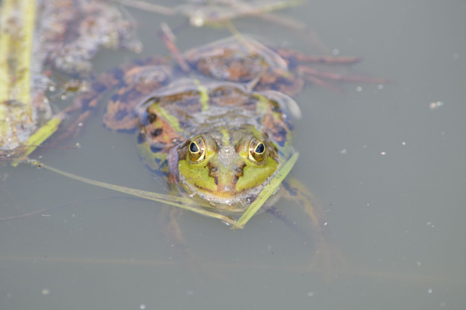 Nikon D3200 sample photo. Frog, pond, animal photography