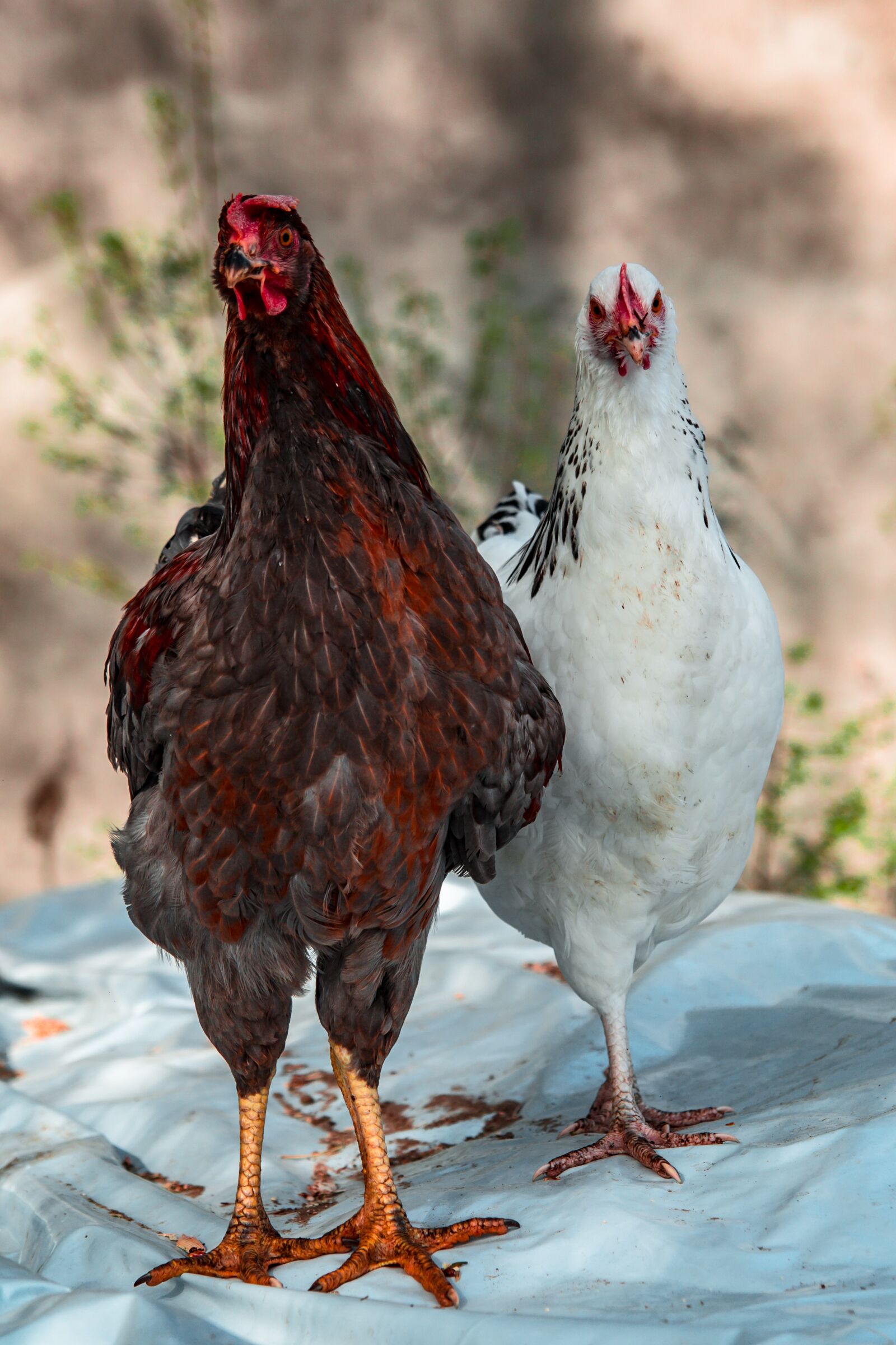 Canon EOS 700D (EOS Rebel T5i / EOS Kiss X7i) sample photo. Chickens, village, the hen photography
