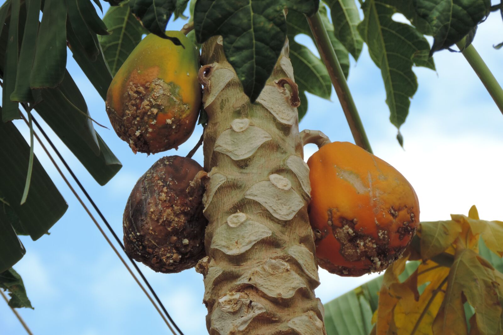 Nikon Coolpix P520 sample photo. Papaya, papayas, rotten photography