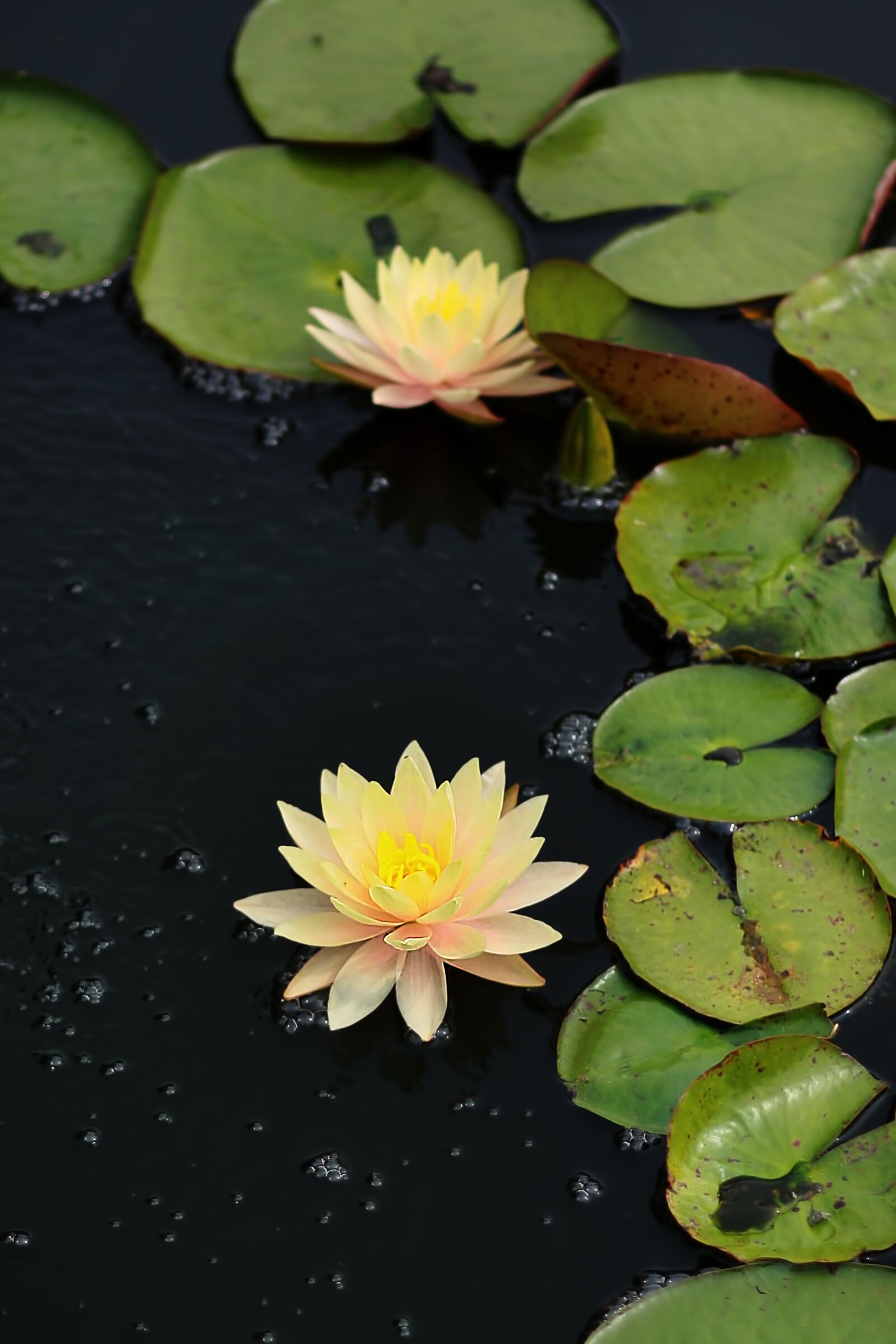 Canon EOS 1000D (EOS Digital Rebel XS / EOS Kiss F) sample photo. Water lily, flower, nature photography