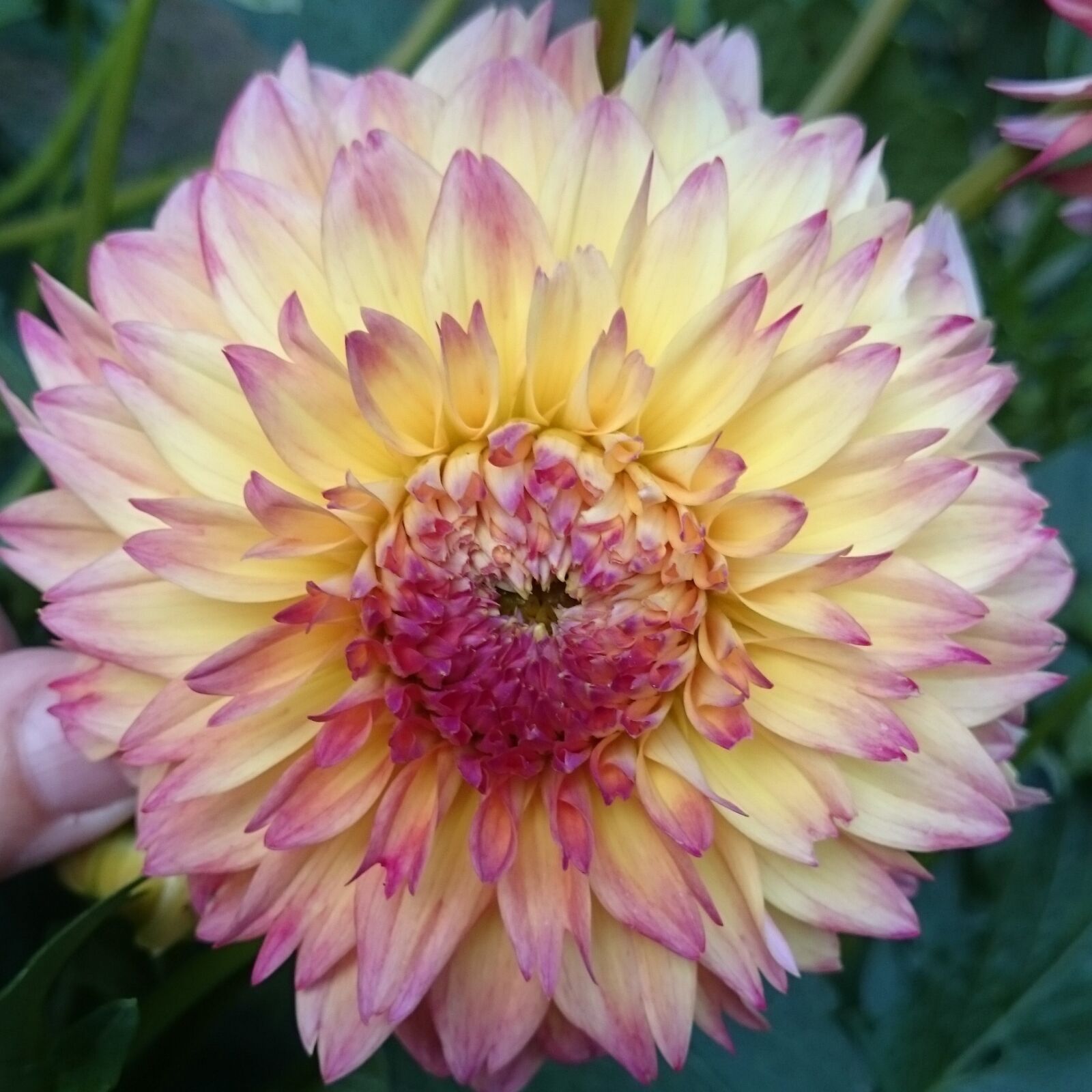 Sony Xperia Z1 sample photo. Flower, dahlia, summer photography