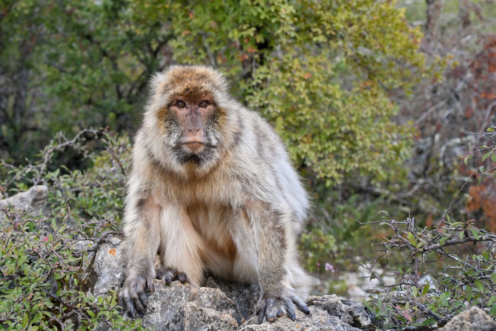 Nikon D500 sample photo. Monkey, barbary macaque, magot photography