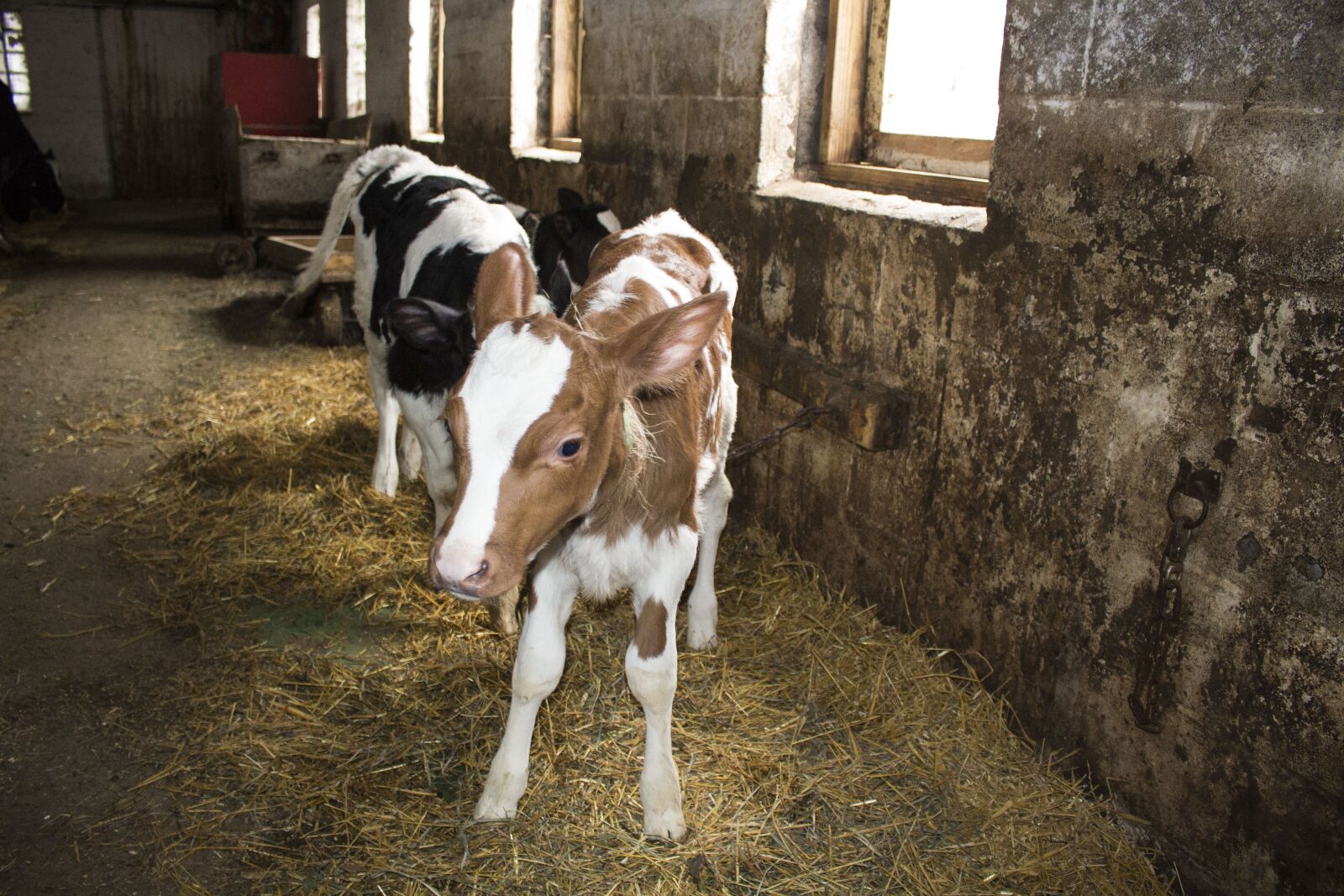 Canon EOS 700D (EOS Rebel T5i / EOS Kiss X7i) sample photo. Calf, calves, old barn photography