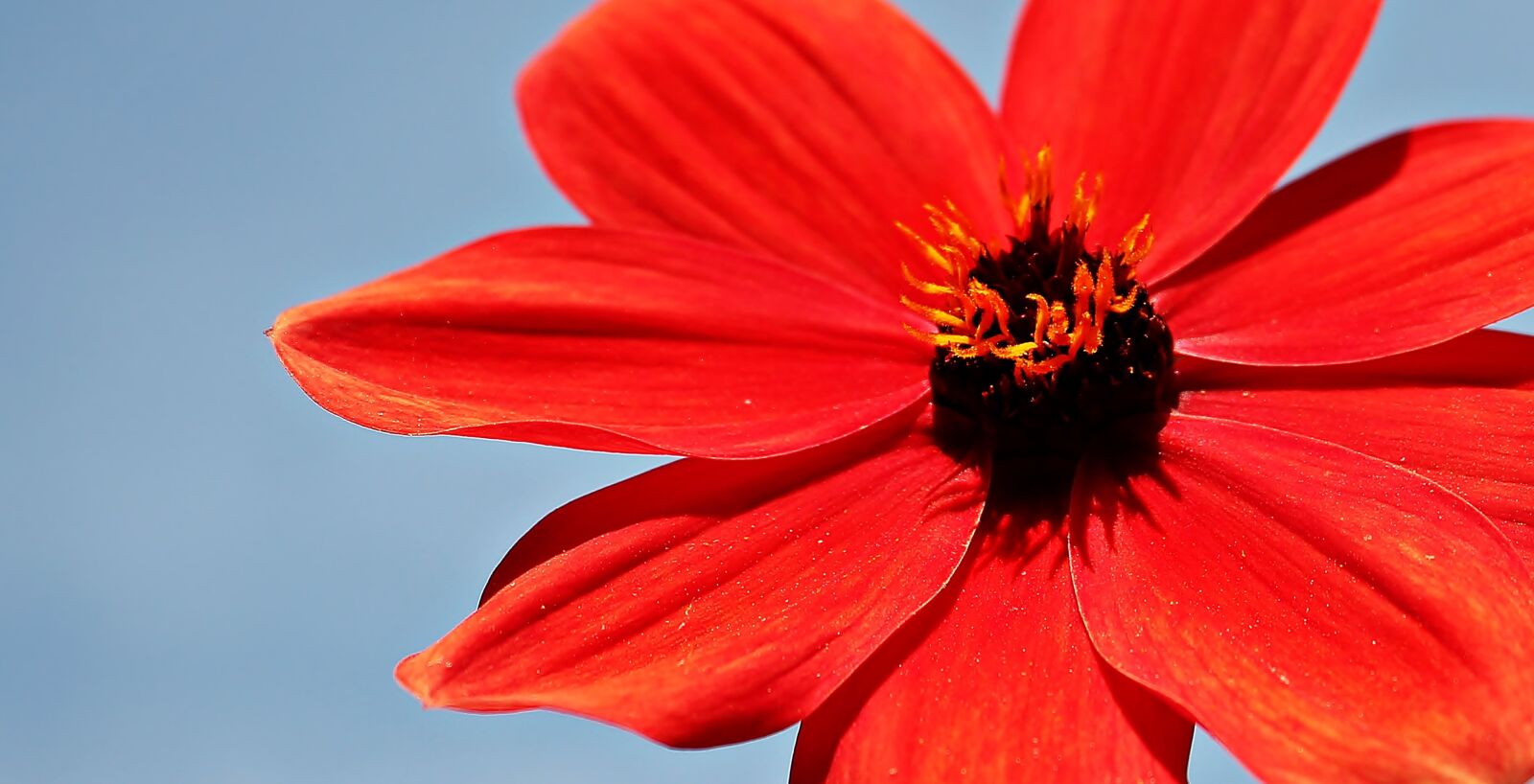 Canon EOS 550D (EOS Rebel T2i / EOS Kiss X4) sample photo. Dahlia, flower, blossom photography