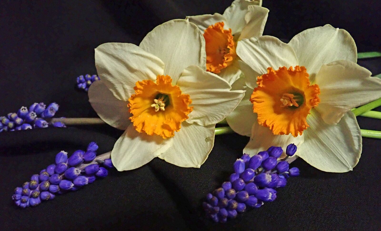 Olympus TG-5 sample photo. Spring, bouquet, daffodils photography