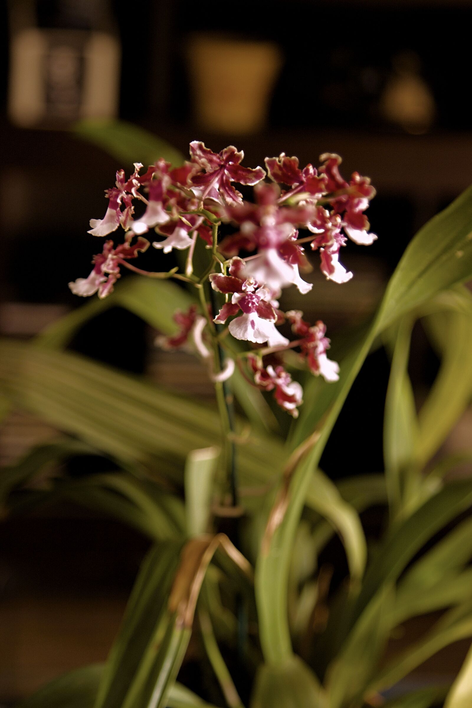 Canon EOS 600D (Rebel EOS T3i / EOS Kiss X5) sample photo. Flower, orchids, plants photography