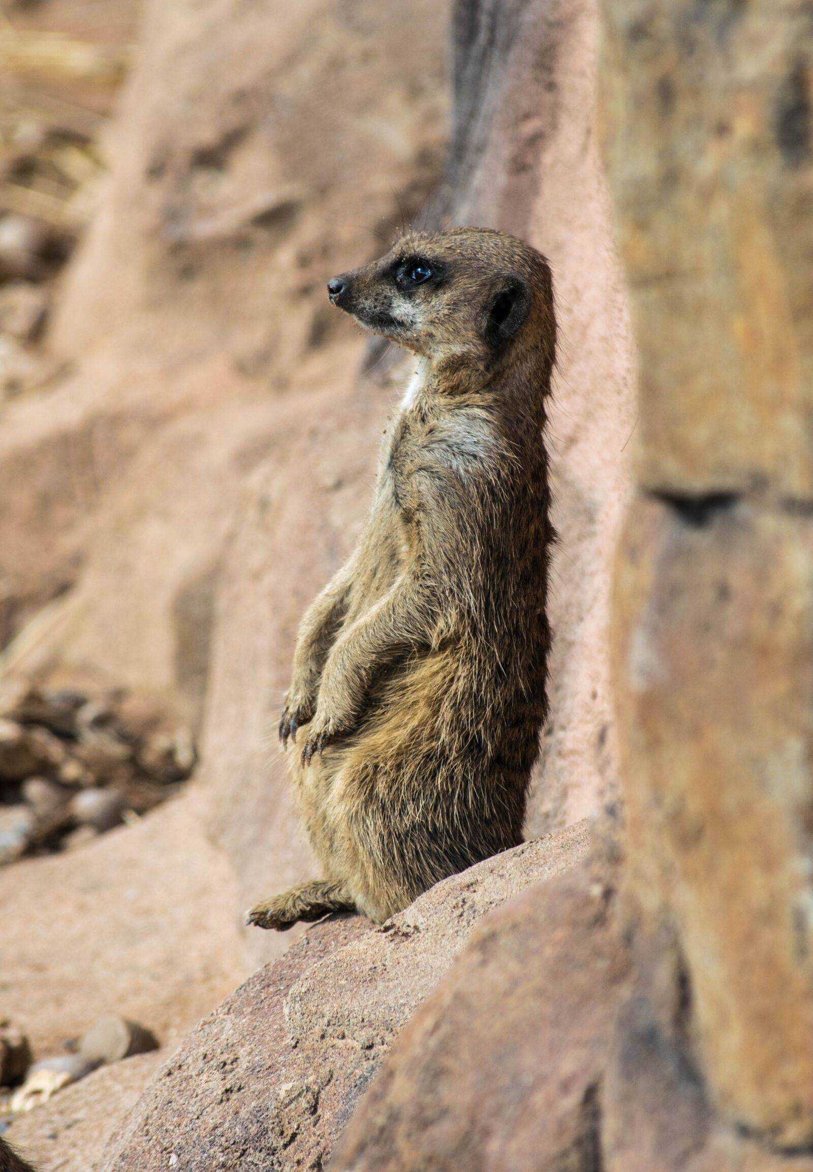 Nikon D3300 sample photo. Meerkat, zoo, mammal photography