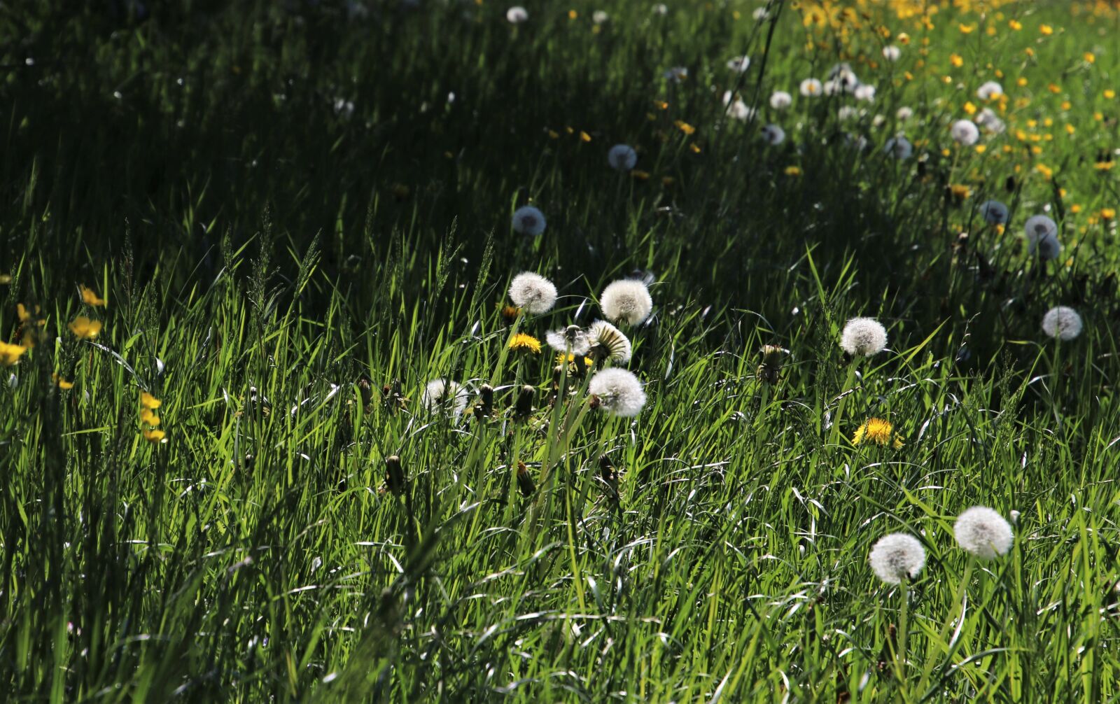 Canon EOS 80D sample photo. Green meadow, nuns, light photography