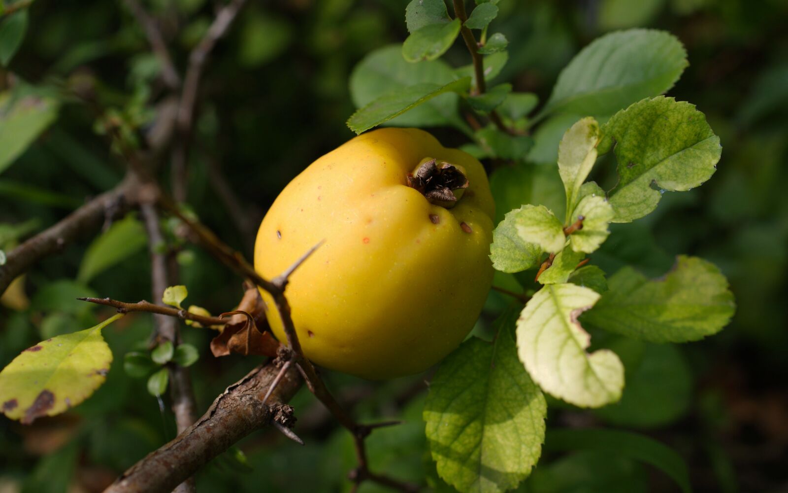 Sony Alpha DSLR-A350 sample photo. Flora, fauna, macro photography