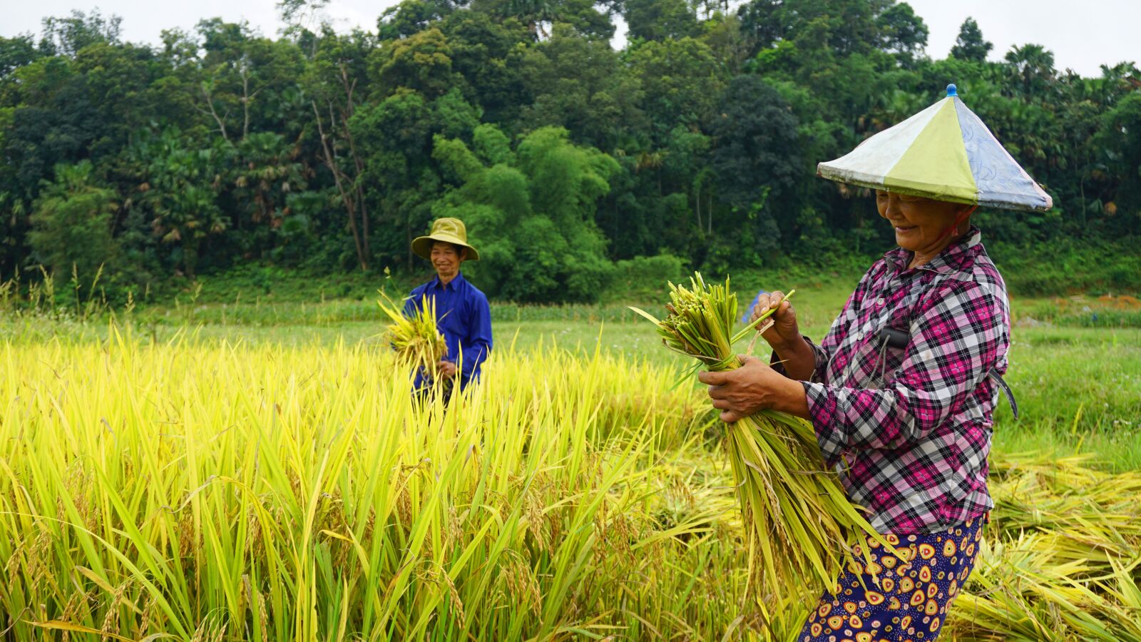 Sony a6000 sample photo. Harvest, rice fields, farmers photography