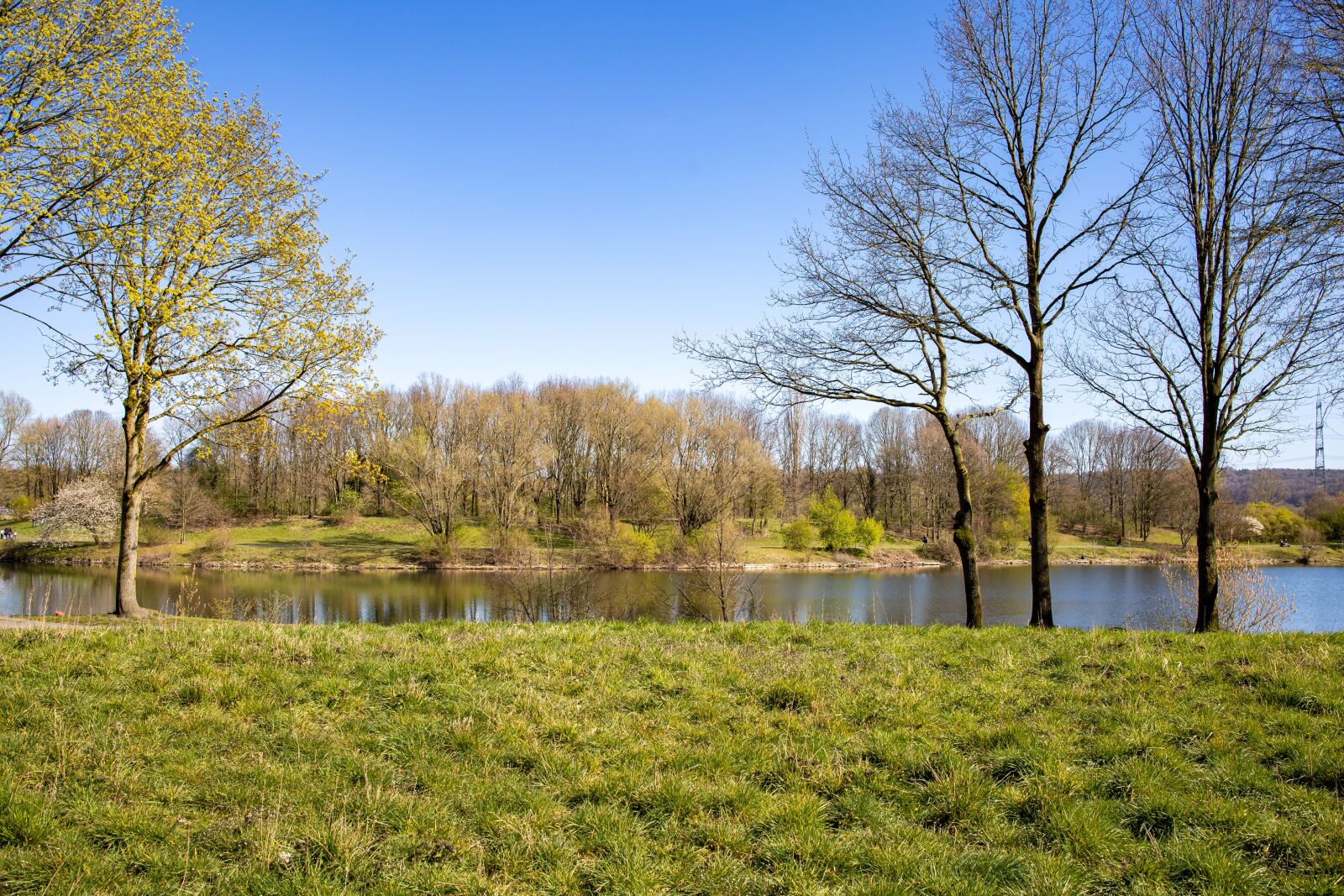 Canon RF 35mm F1.8 IS STM Macro sample photo. Meadow, nature, landscape photography
