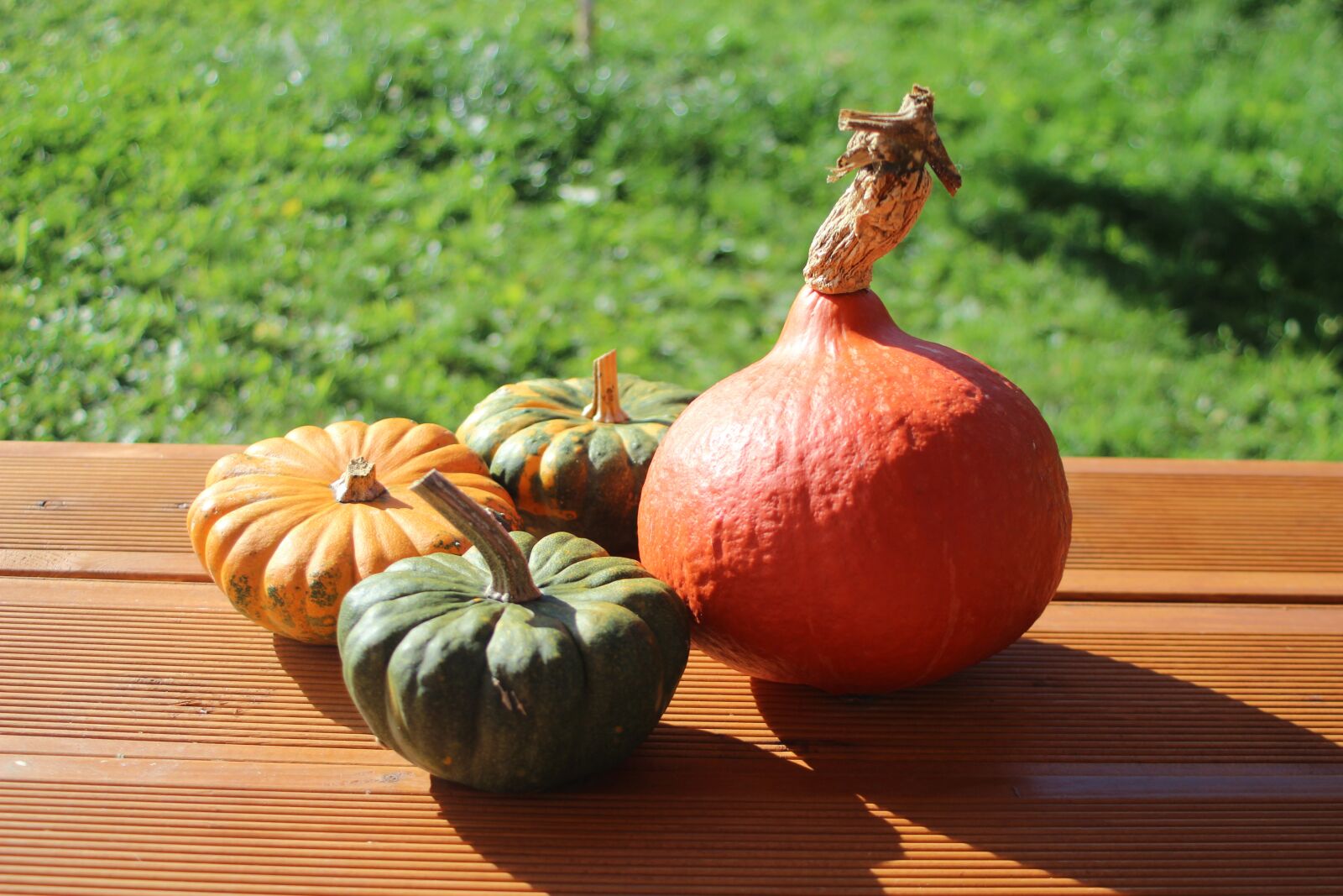Canon EF 28-80mm f/3.5-5.6 sample photo. Pumpkin, autumn, decoration photography