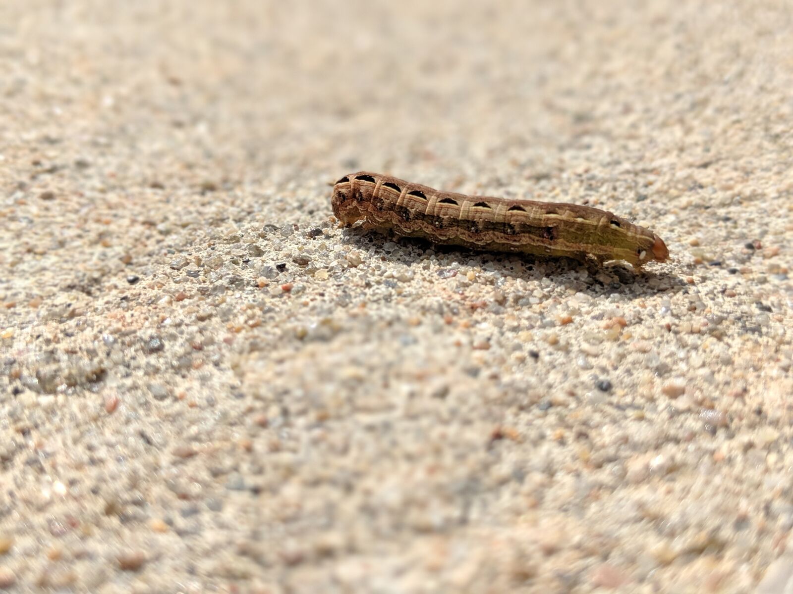 Google Pixel 2 sample photo. Caterpillar, cutworm, bug photography