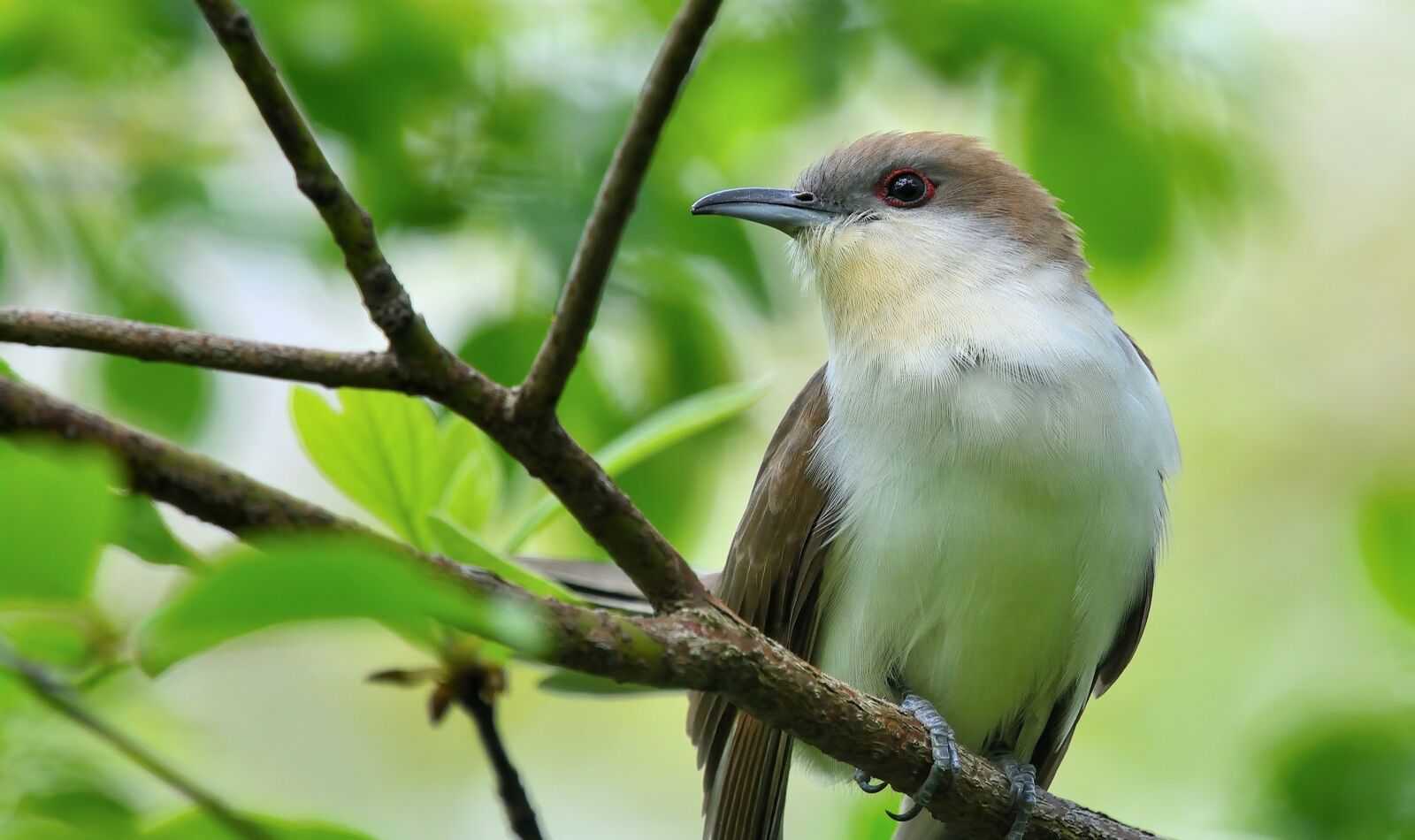 Nikon D7100 sample photo. Bird, spring, branch photography