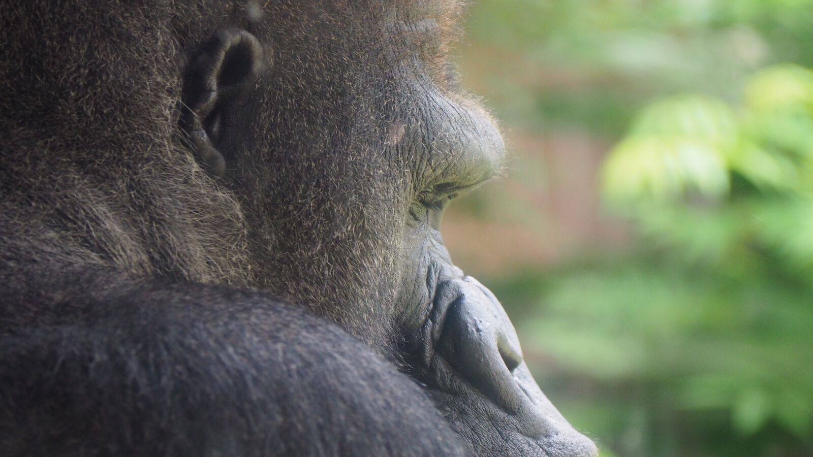 Olympus OM-D E-M10 II sample photo. Gorilla, face, gorilla face photography